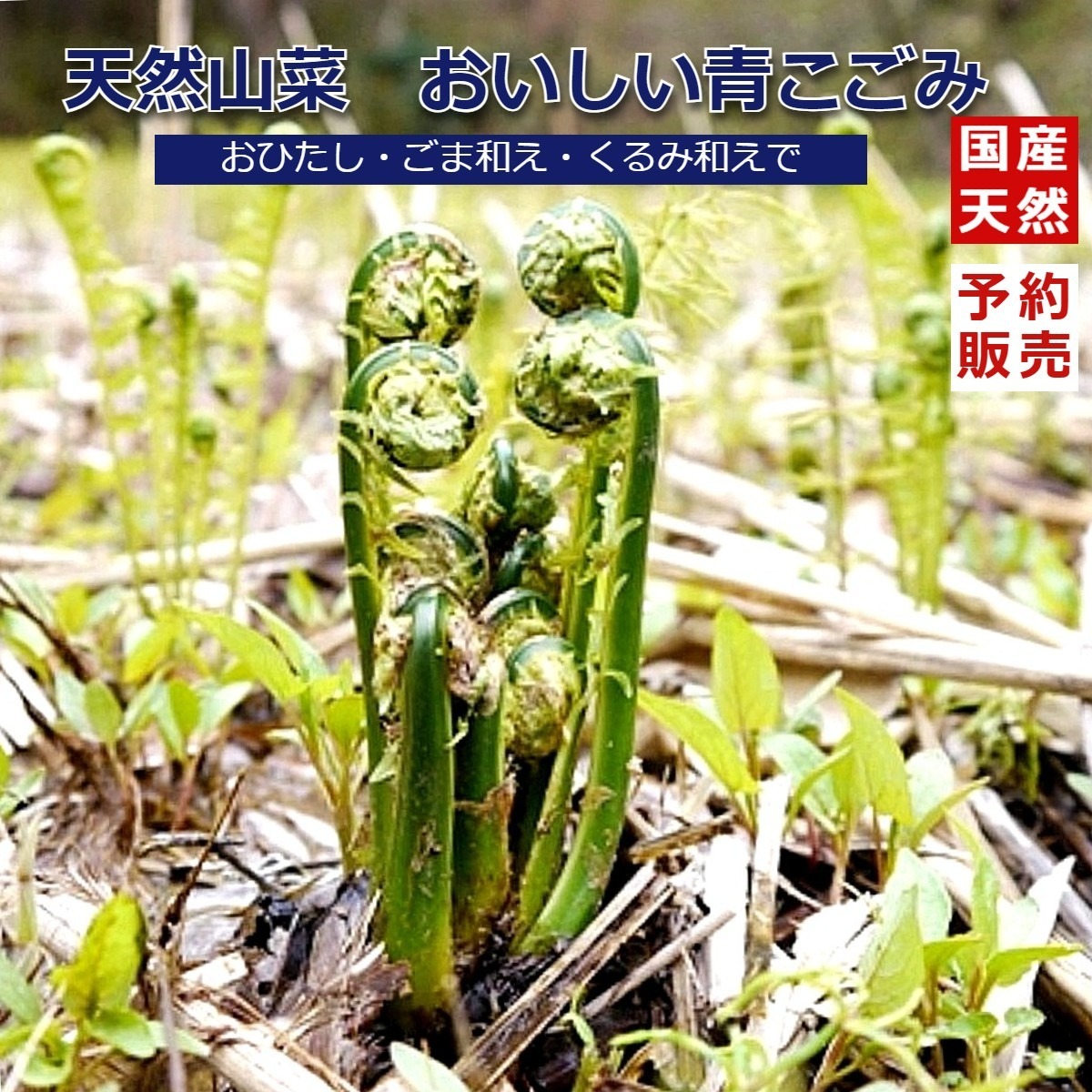 山菜こごみ新潟県産採れたて新鮮発送 注文受け付けます。