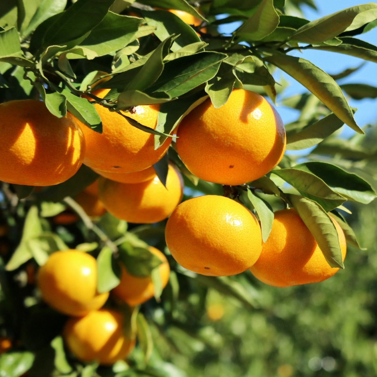 今だけ超お得！】 早生 みかん 20kg（10kg×2箱届く！） みかん 10kg