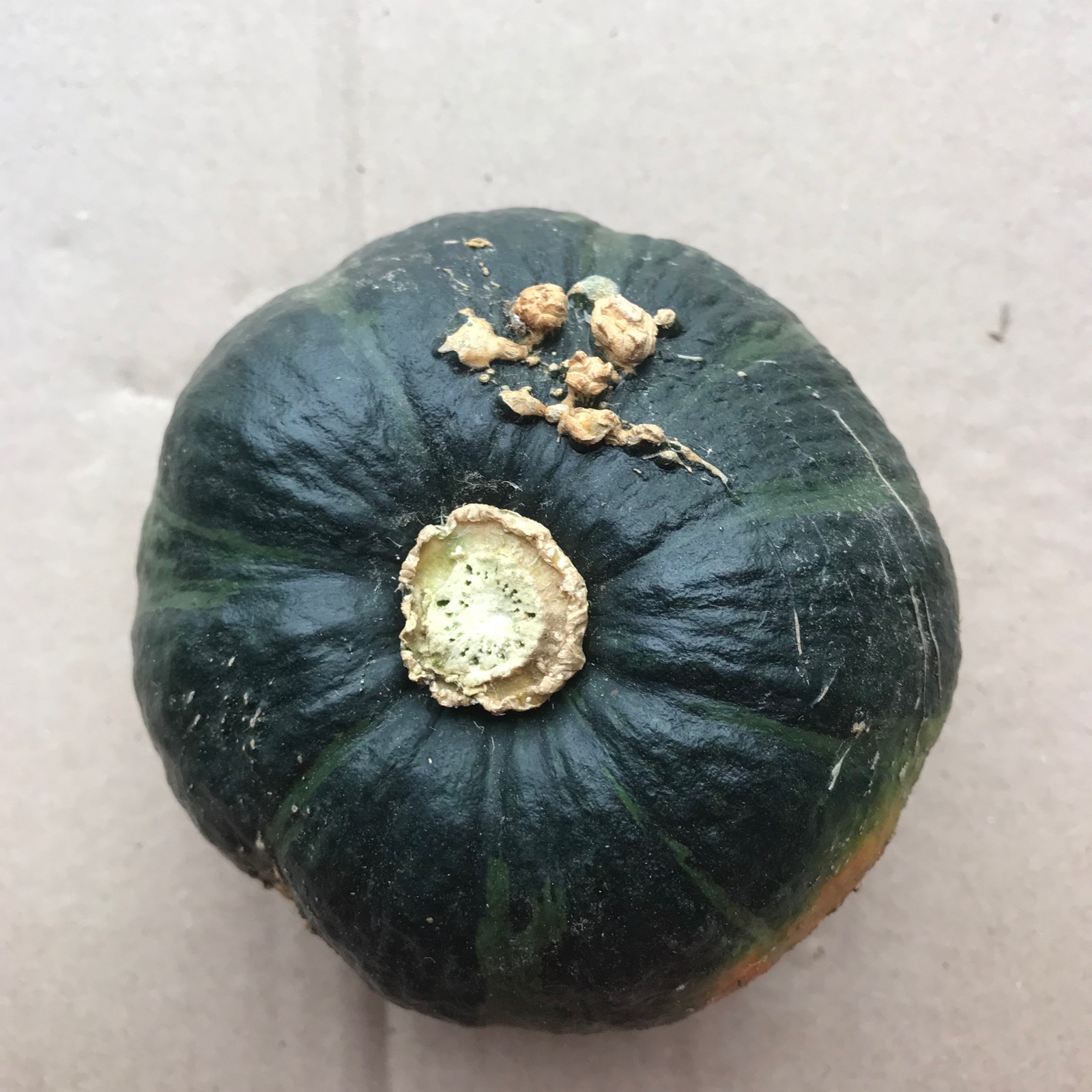 訳あり品】北海道産坊ちゃんかぼちゃ ｜ 野菜/かぼちゃ 産直アウル