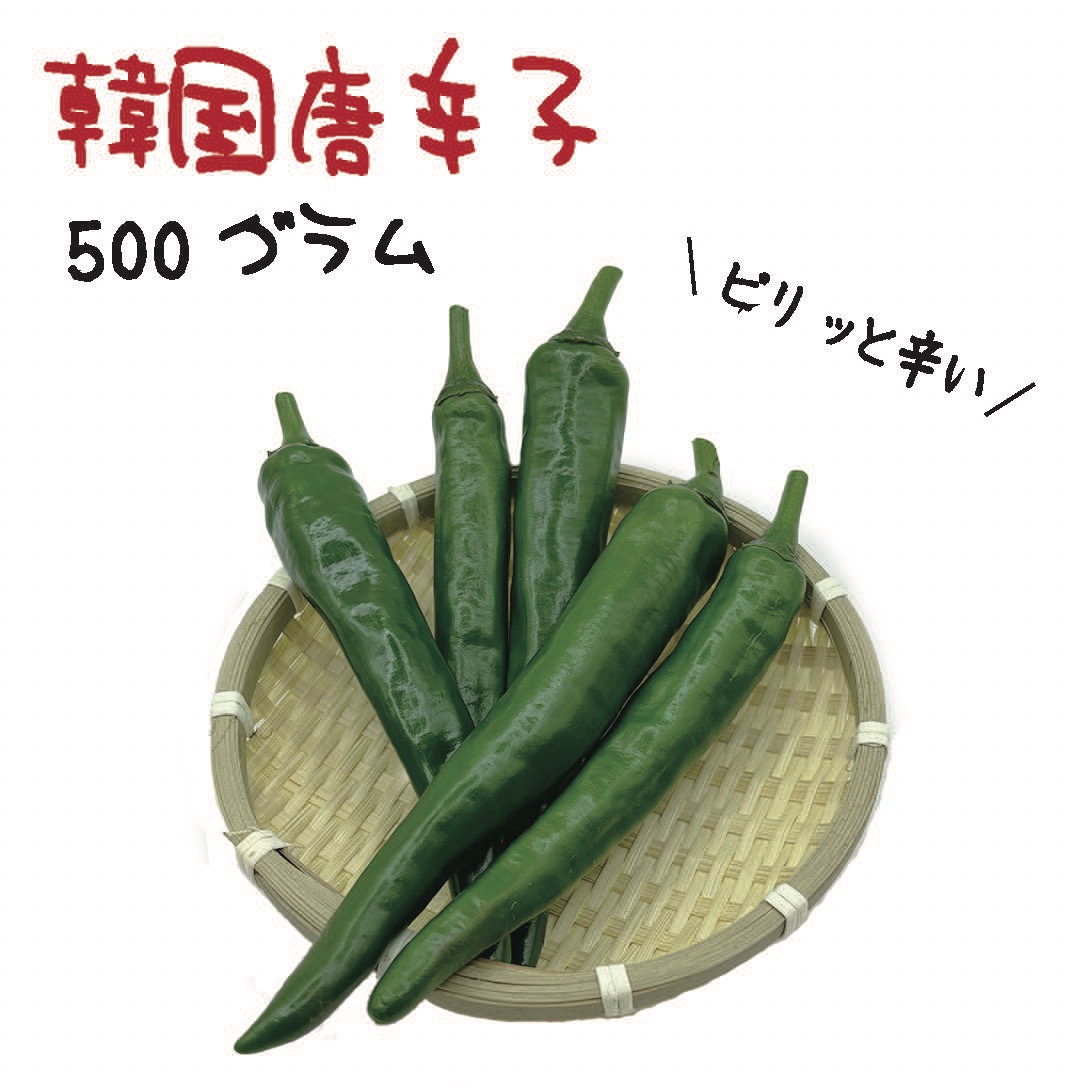 韓国唐辛子 約500g 宮崎産 青唐辛子 フレッシュ 収穫後農園から直送