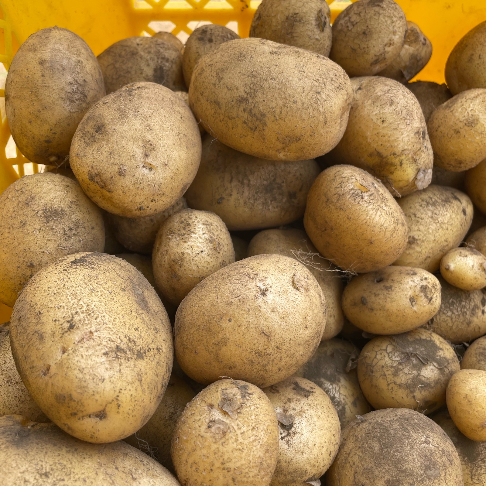 ながさき黄金 | 野菜/じゃがいも 産直アウル 農家から直接野菜などの