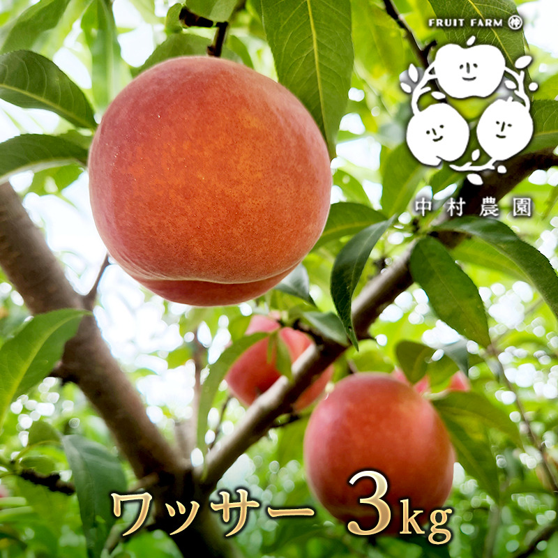 ワッサー桃4.5kg*3箱クール便 ワッサー 3kg 桃 ｜ 果物/もも 産直アウル 農家・漁師など生産者から