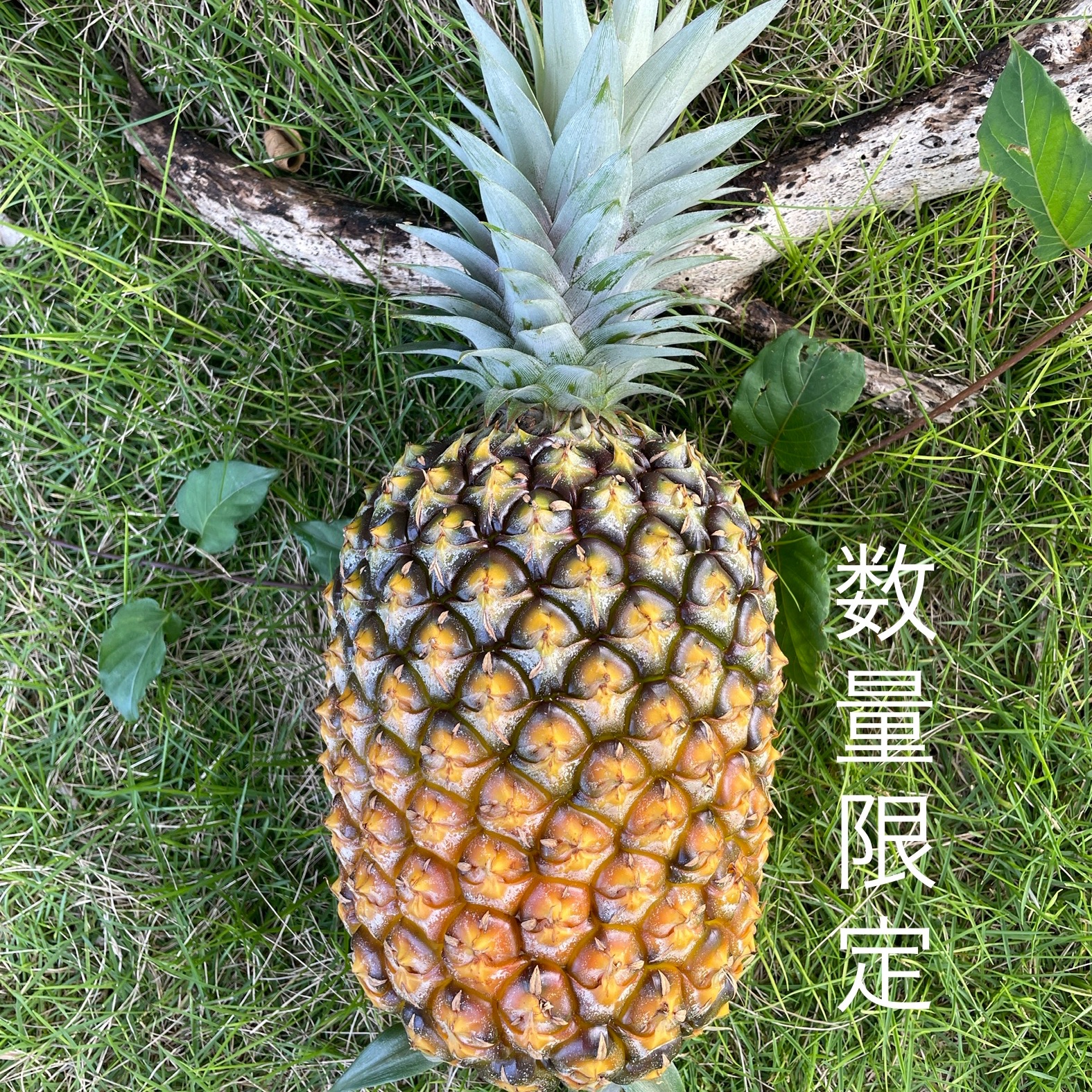 パイナップル【ゴールドバレル】 ｜ 果物/パイナップル 産直アウル