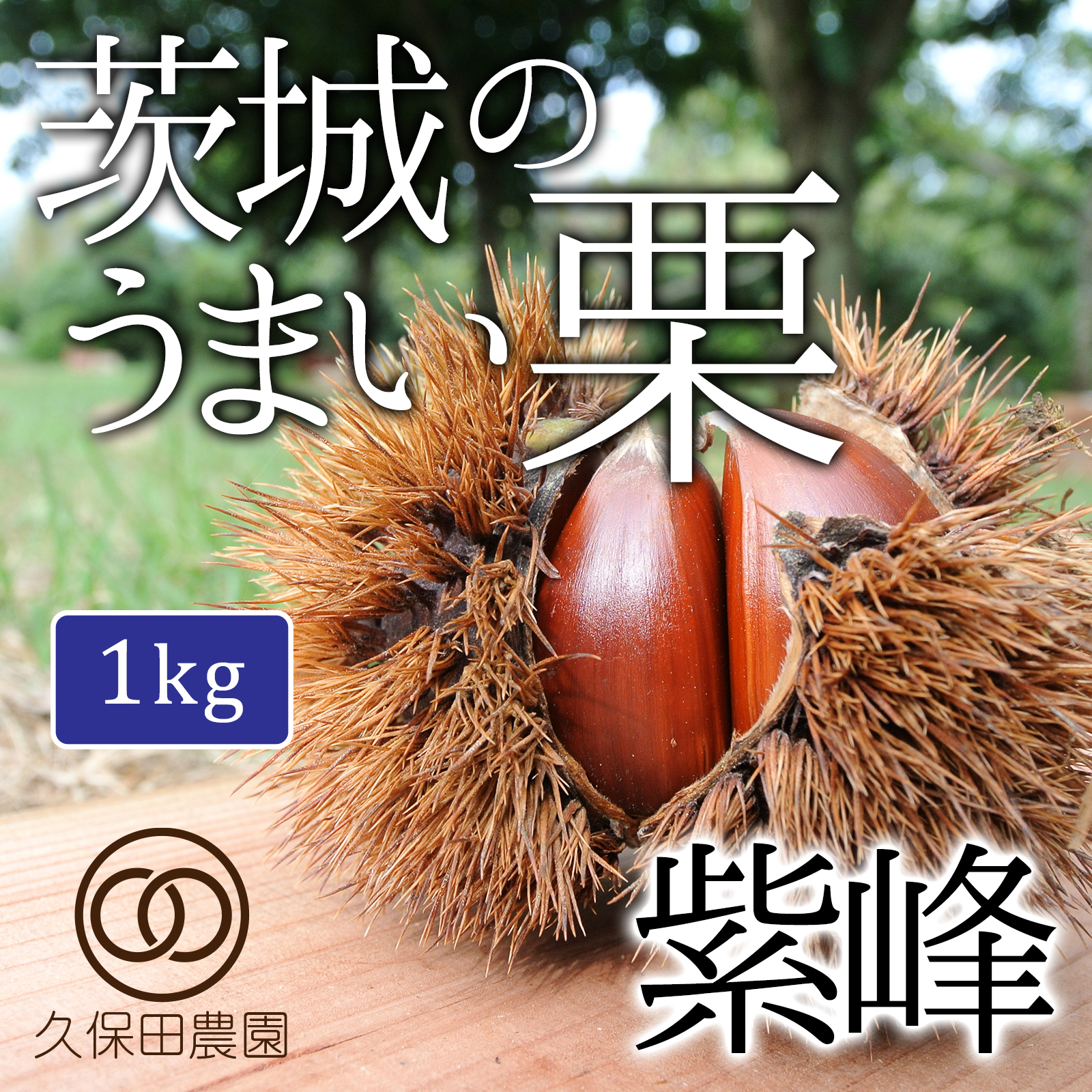 茨城のうまい栗（紫峰）約1kg／Lサイズ ｜ 果物/栗 産直アウル 農家