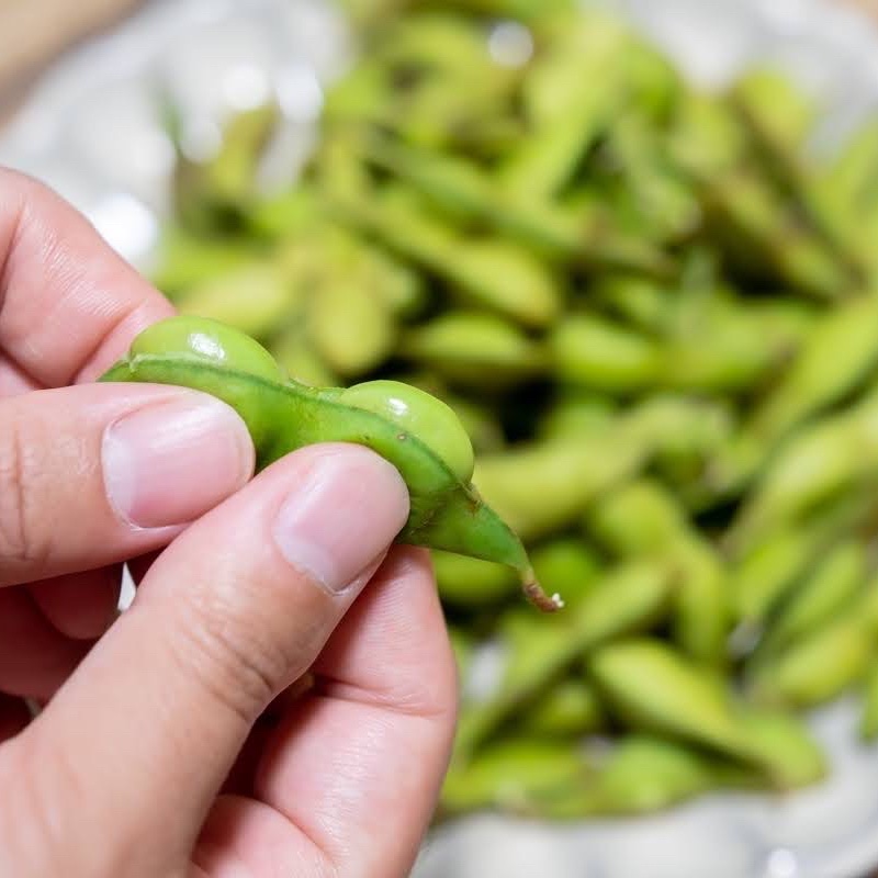 黒豆の本場丹波篠山の黒枝豆 10月下旬収穫さや枝豆【予約10月21