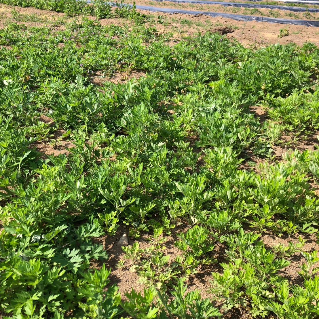 【無農薬】国産　新鮮な摘み採りヨモギ2kg 栽培ヨモギ 2.0kg 栽培時無農薬 【栽培よもぎ 入浴用にもおすすめ