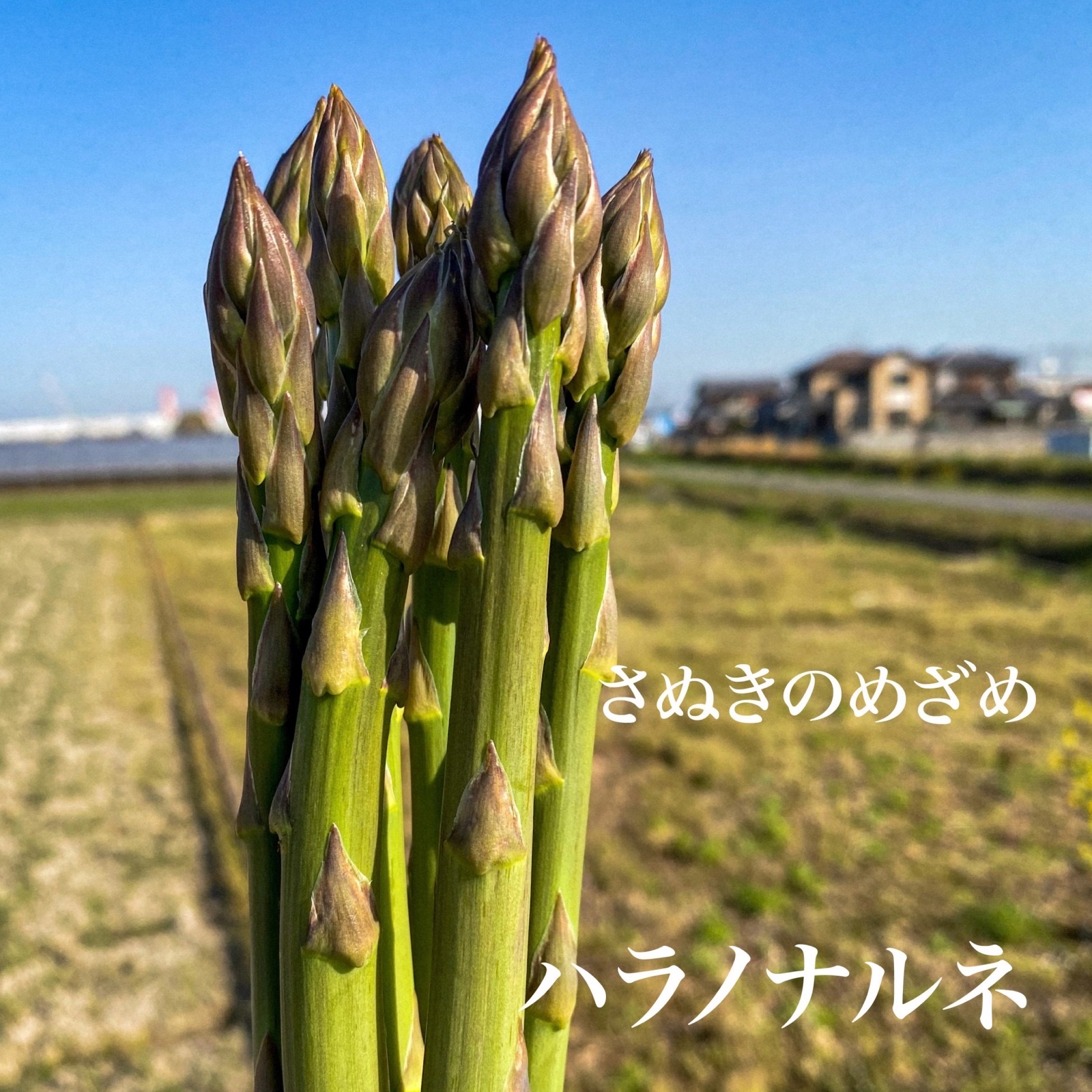さぬきのめざめ M 1kg | 野菜 アスパラガス 産直アウル(OWL)農家から直接野菜などの食材を購入できる産地直送の宅配通販サイト さぬきのめざめ M 1kg | 野菜 アスパラガス 産直アウル(OWL)農家から直接野菜などの食材を購入できる産地直送の宅配通販サイト