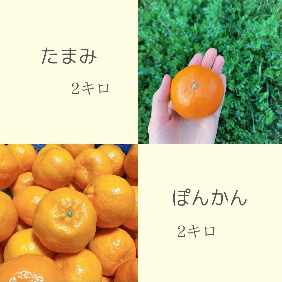 みかん　より味が濃い　ぽんかん　　32