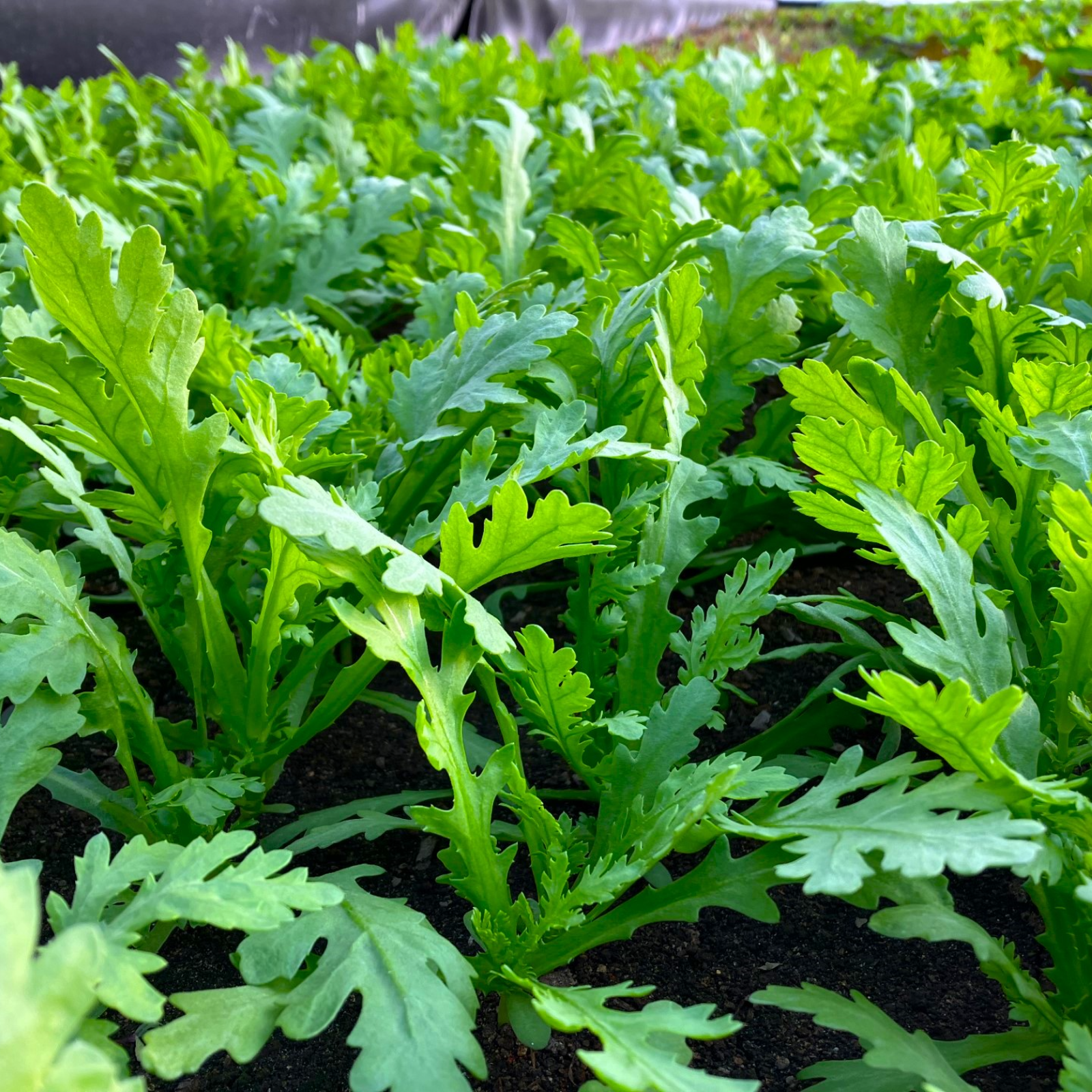 有機JAS認証】 早採り春菊 1.2kg(100g×12パック) | 野菜/その他野菜