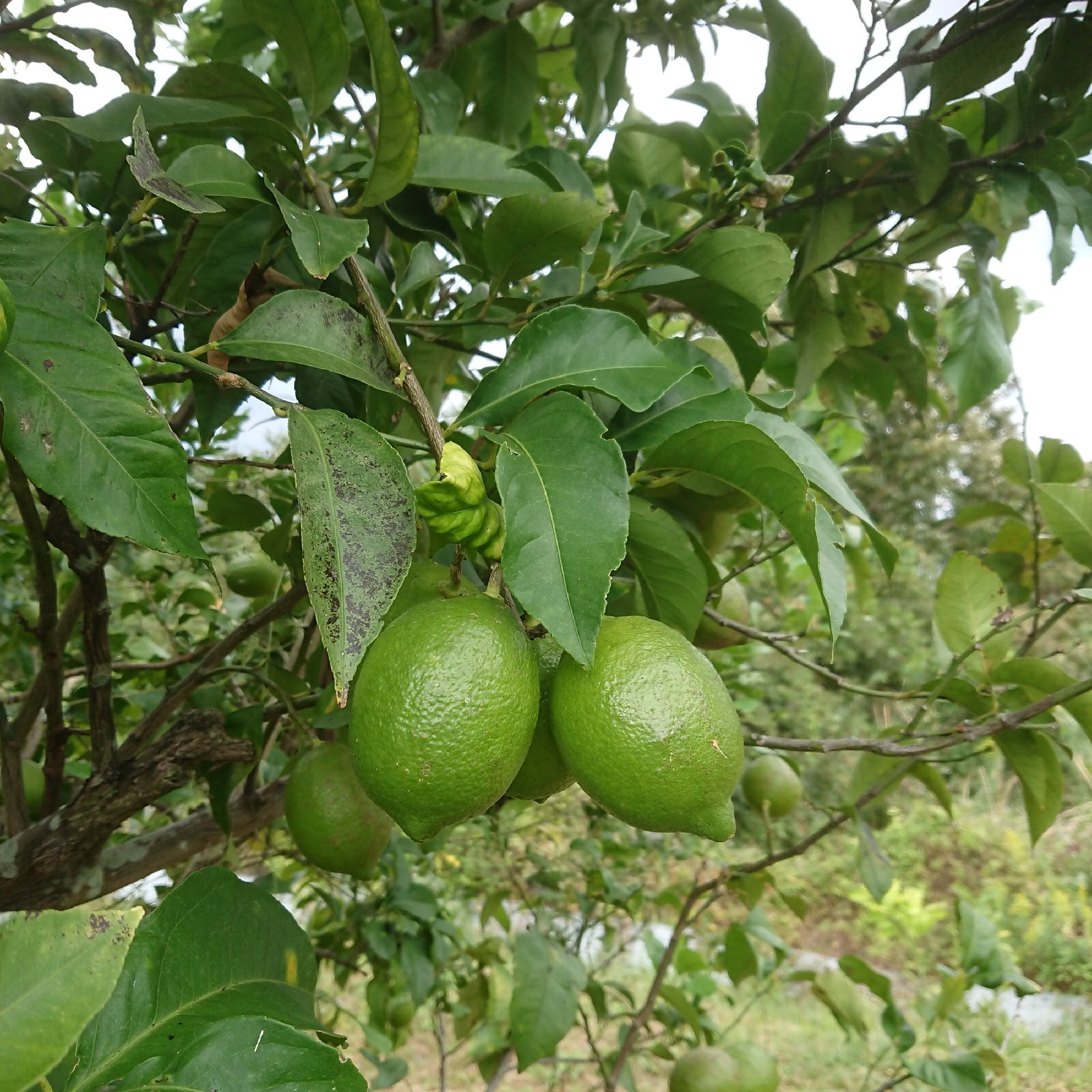 無農薬グリーンレモン1kg（約6個〜8個） ｜ 果物/香酸柑橘(ライム