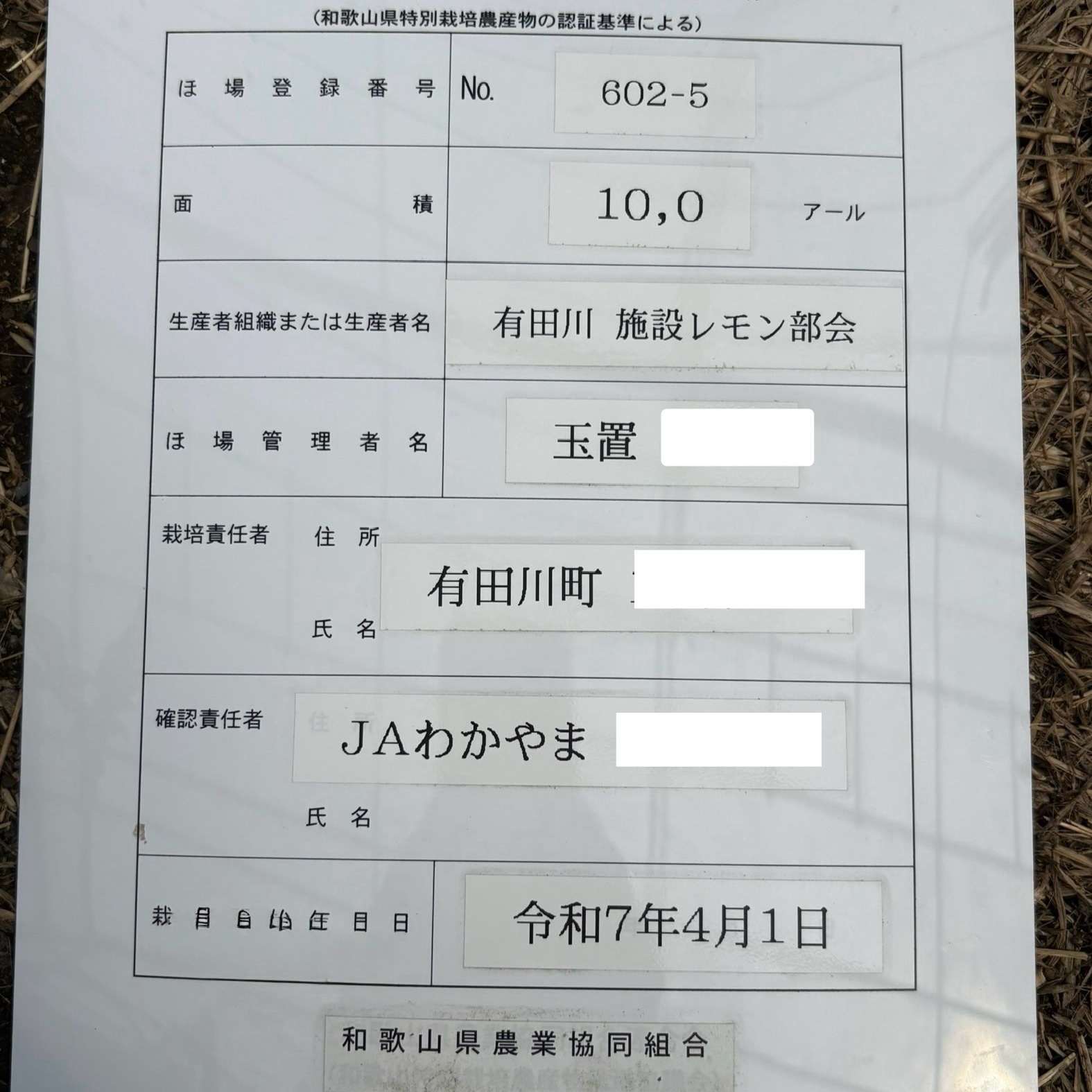 家庭用用グリーンレモン 10kg ｜ 果物/香酸柑橘(ライム・レモン等