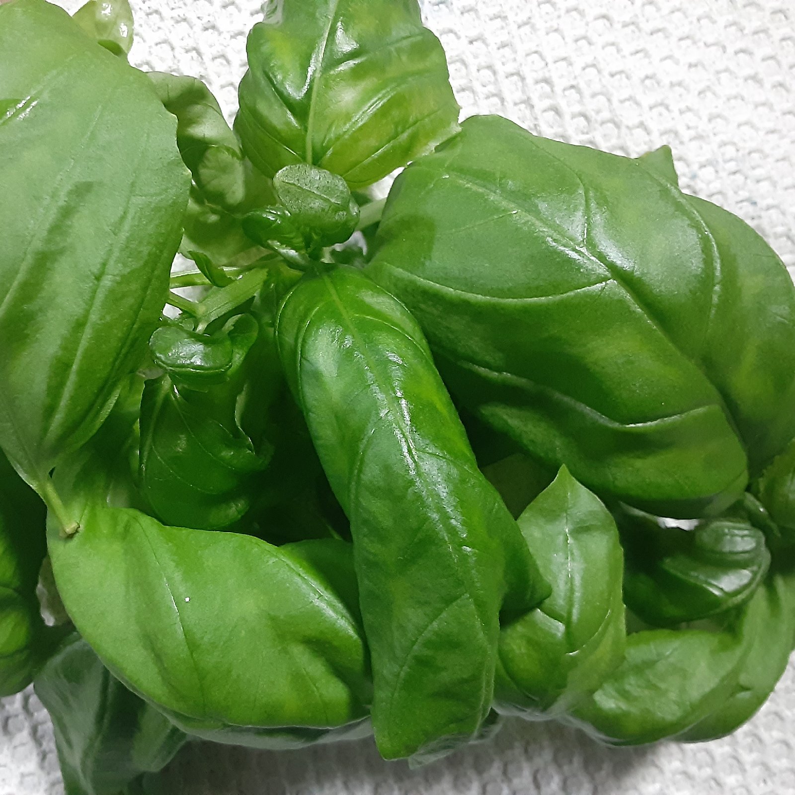 新鮮フレッシュ バジル 　無農薬 無農薬】フレッシュバジル 150g ｜ 野菜/ハーブ 産直アウル 農家・漁師