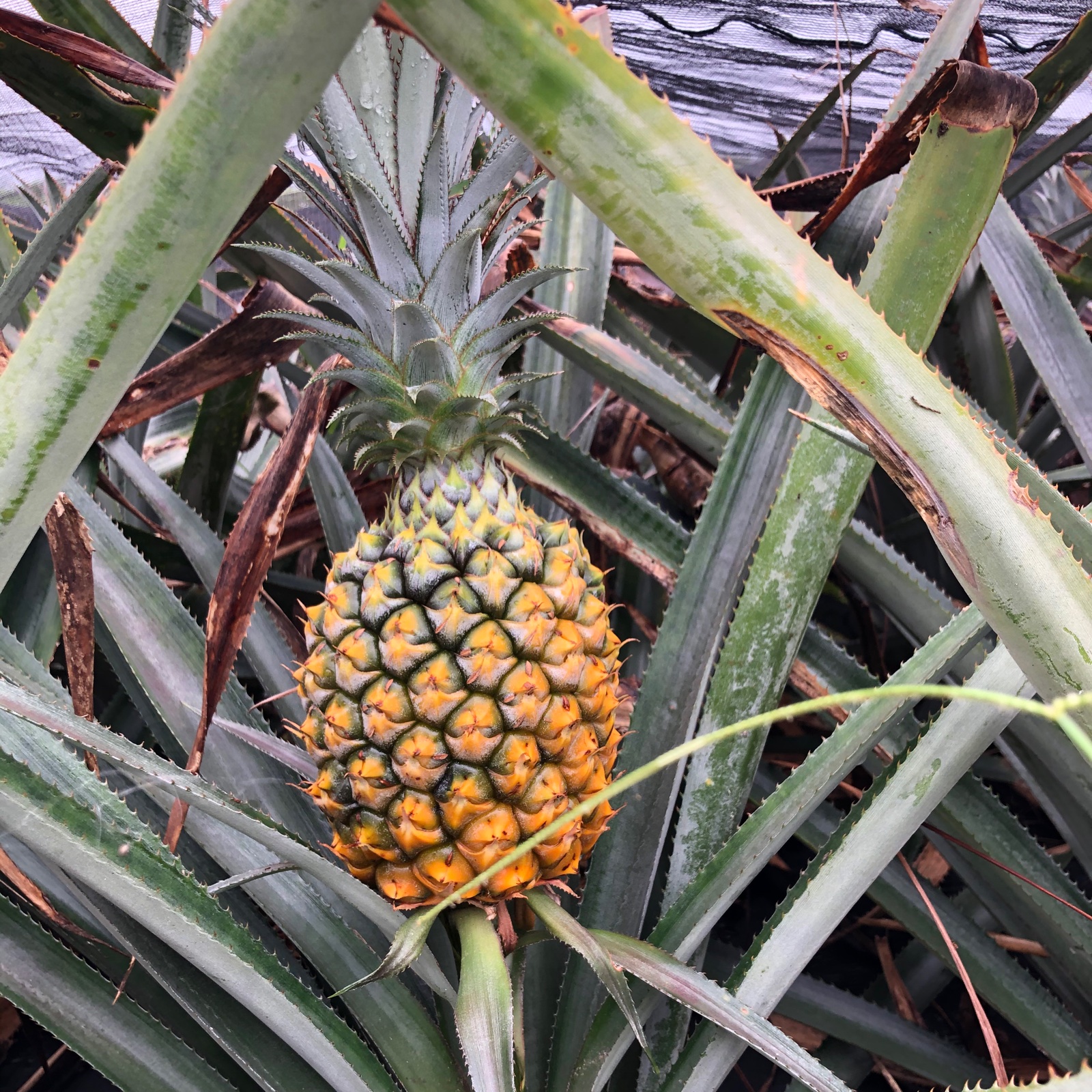 屋我地島の完熟スナックパイン🍍 ｜ 果物/パイナップル 産直アウル