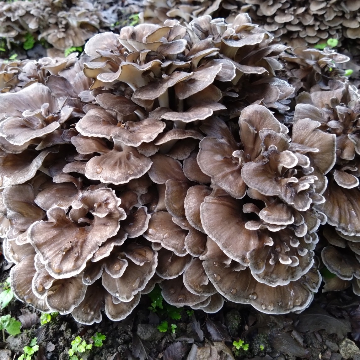 天然舞茸1300g あすかの恵 真空冷凍舞茸 | 野菜/きのこ 産直アウル 農家から直接野菜