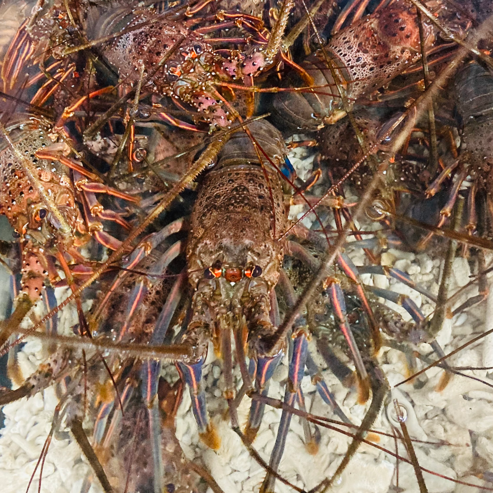 伊勢海老（魚介類＞エビ）の産地直送商品一覧（通販・お取り寄せ