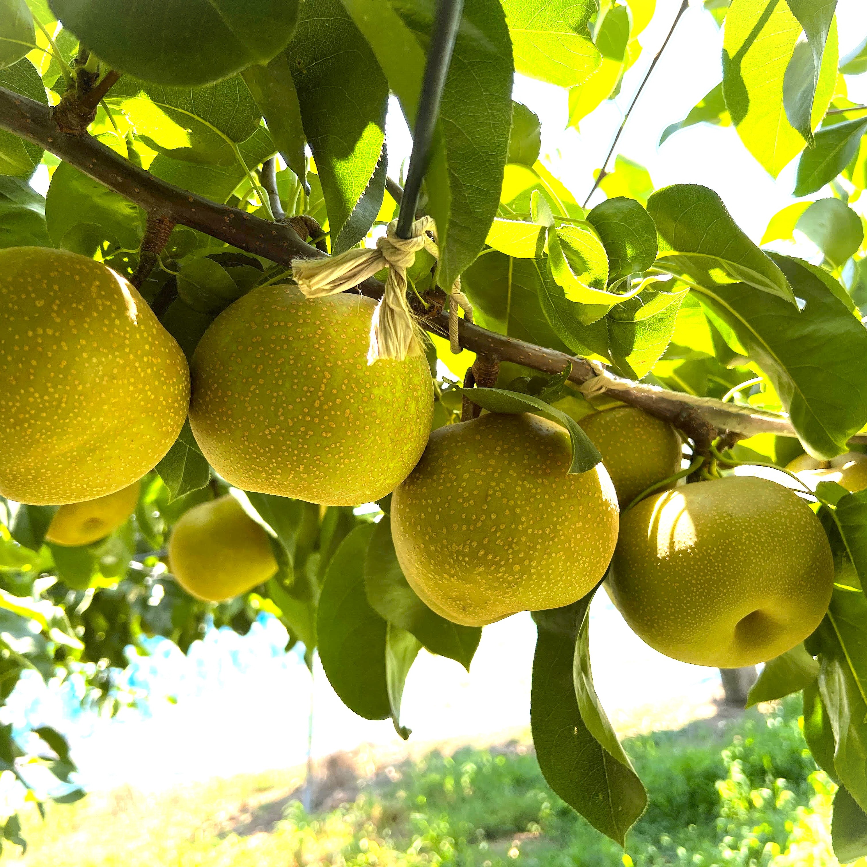 梨 幸水5kg ｜ 果物/梨 産直アウル 農家・漁師など生産者から直接野菜