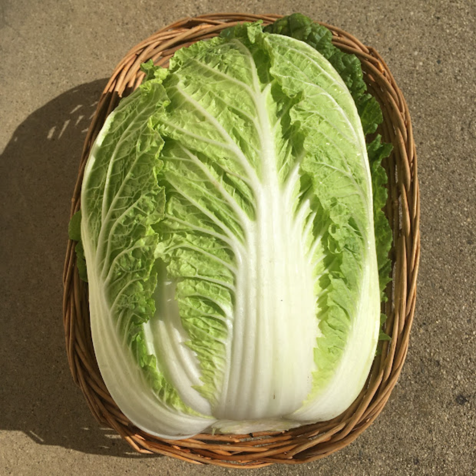 デッカイ白菜3～4kg×3玉 | 野菜/白菜 産直アウル 農家から直接野菜など 