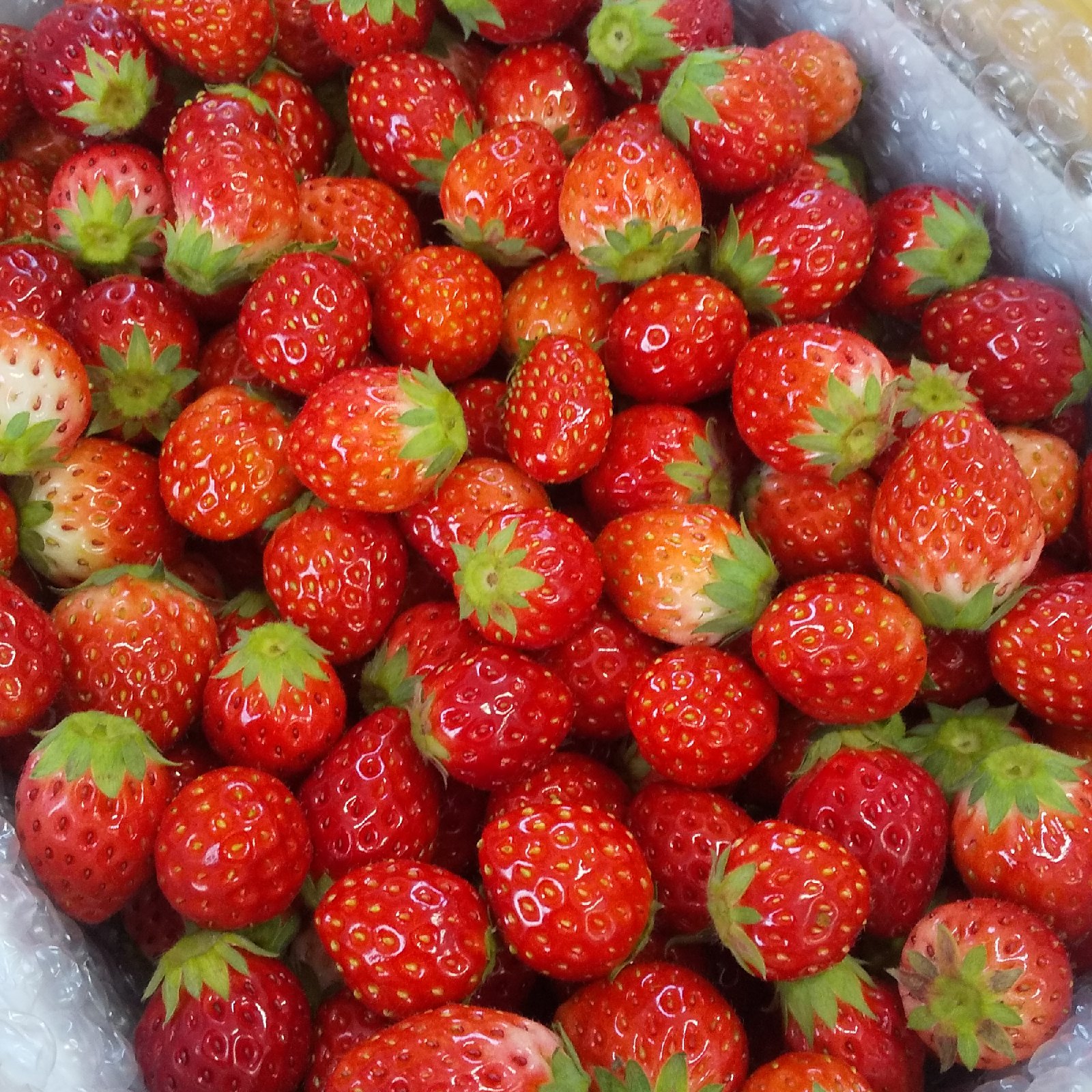 栃木の極小粒とちおとめ | 果物/いちご 産直アウル 農家から直接野菜  