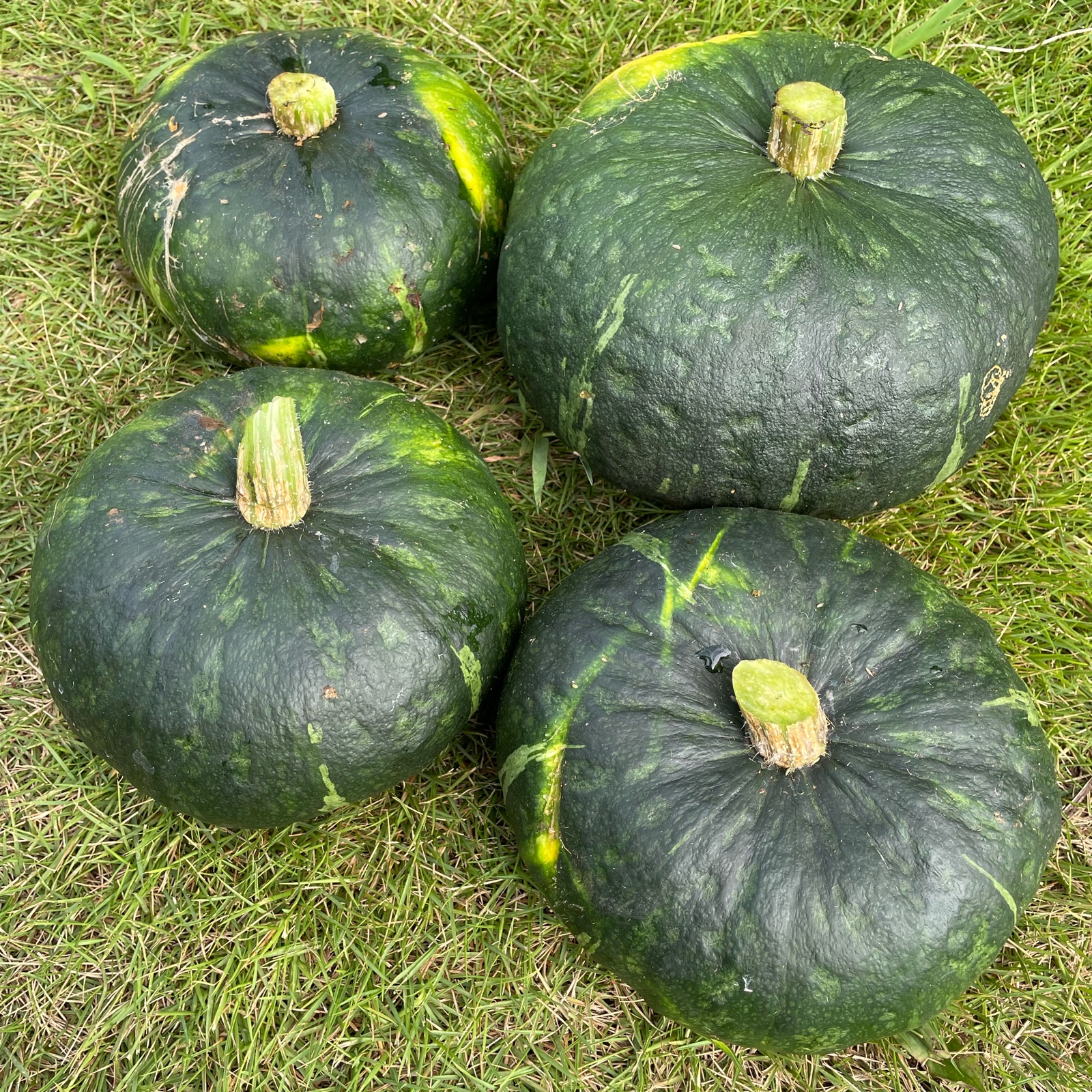 かぼちゃ 無農薬 ｜ 野菜/かぼちゃ 産直アウル 農家・漁師など生産者 