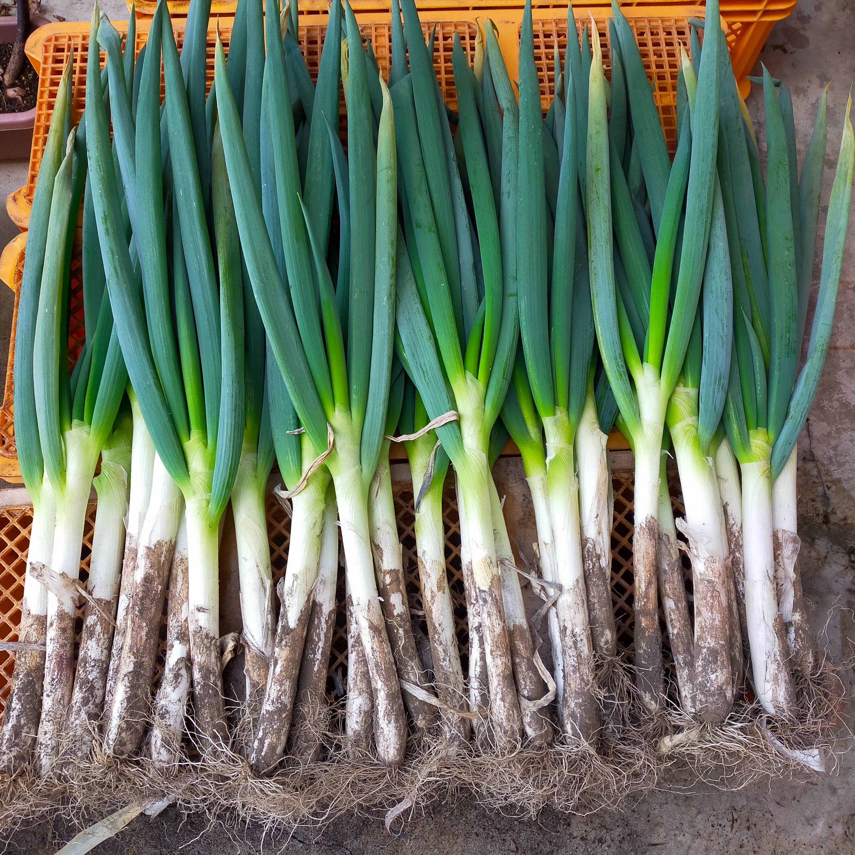 秋田県能代市産！　長ネギ　土根付き大容量20キロ 畑でまっすぐ】青森県十和田市産 長ネギ 焼き・鍋の主役に 4㎏ | 野菜