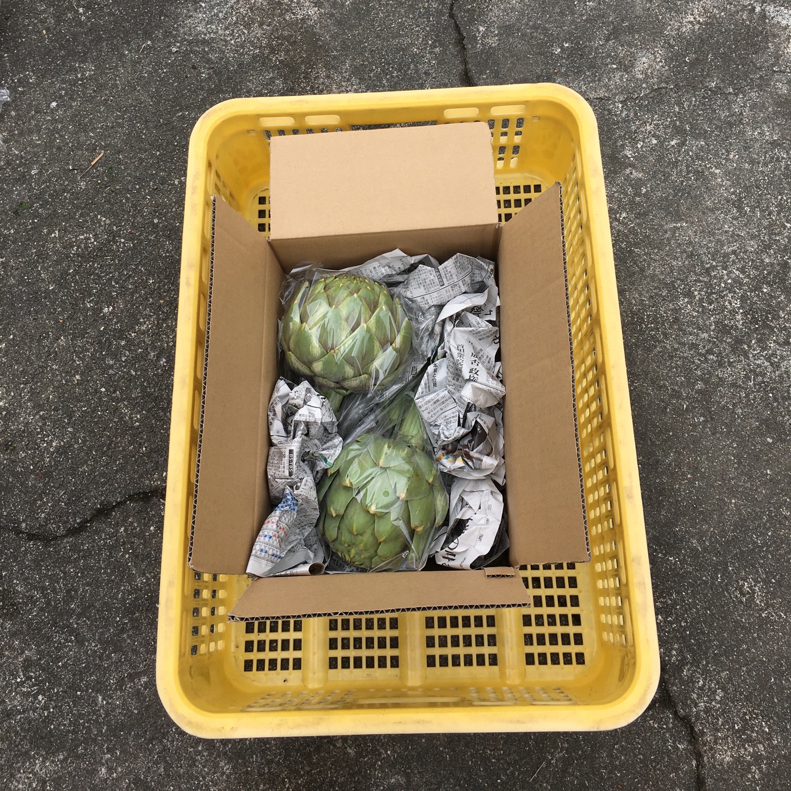 アーティチョーク 1kg ｜ 野菜/ハーブ 産直アウル 農家・漁師など生産