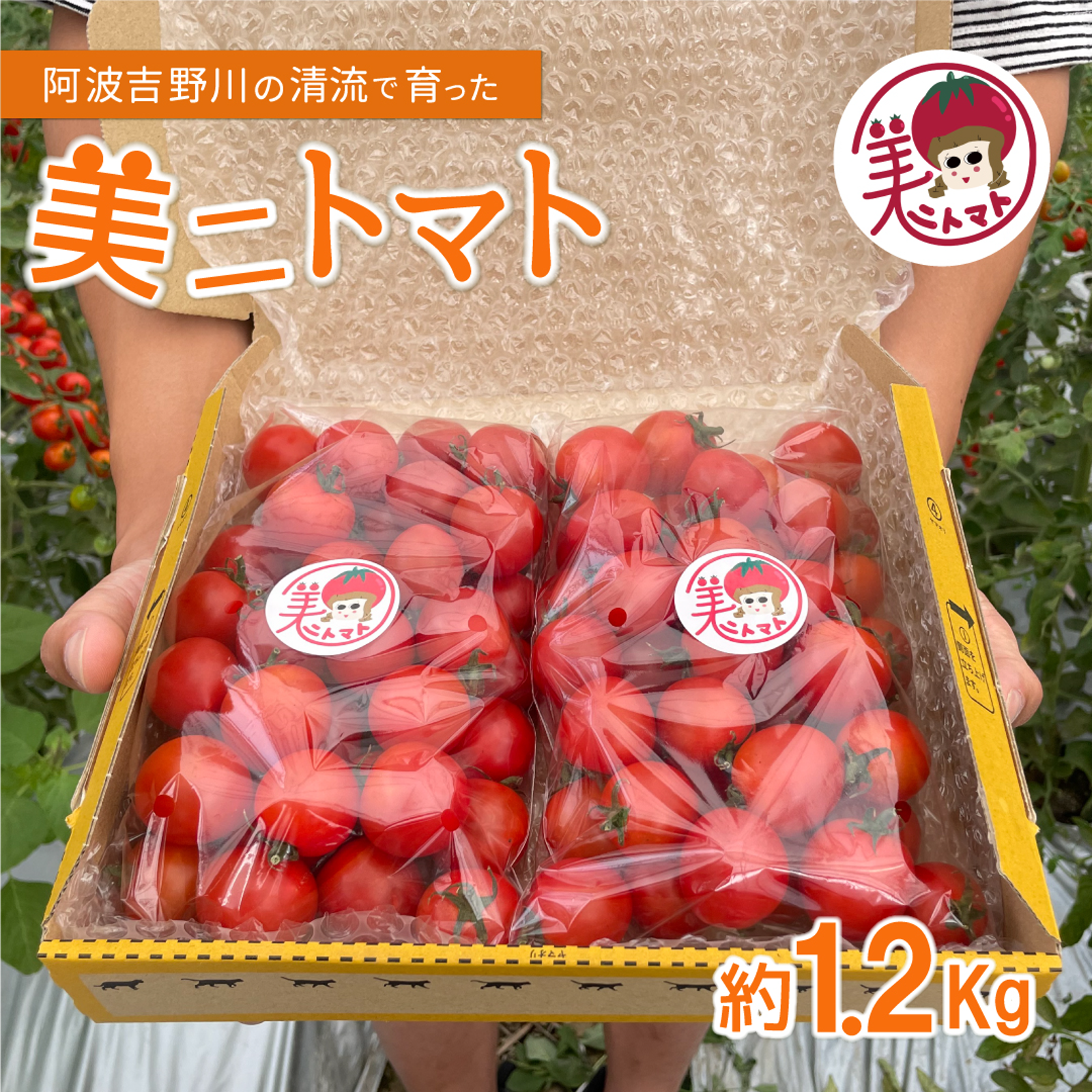 ミニトマト 千果 ｜ 野菜/トマト 産直アウル 農家・漁師など生産者から