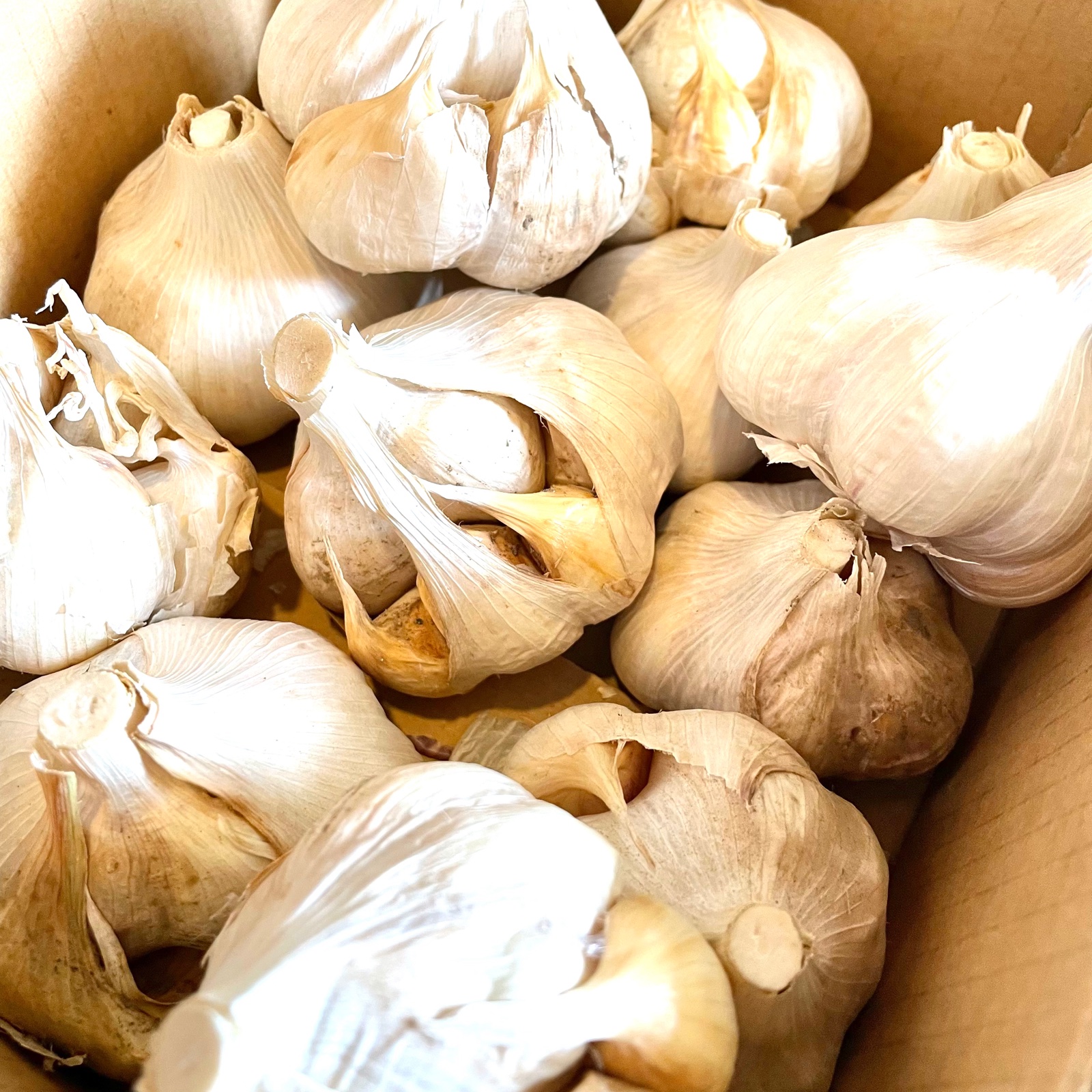 訳ありだけど粒は大きい岩手のにんにく25kg | 野菜/にんにく 産直 