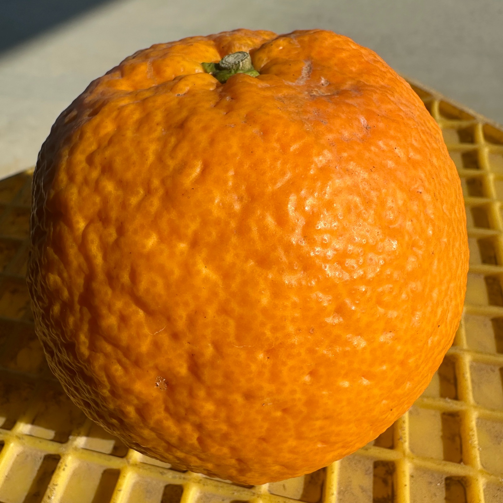 T-farmの美味しい紅甘夏 訳あり2級品 未選果 5kg ｜ 果物/オレンジ 