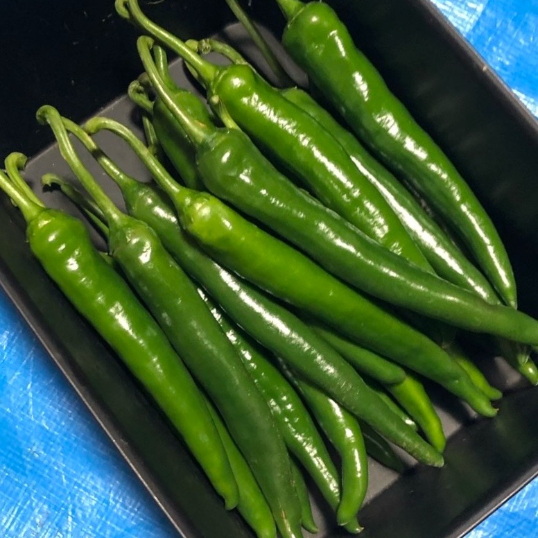 辛さ薫る 激辛青唐辛子 1kg | 野菜/その他野菜 産直アウル 農家