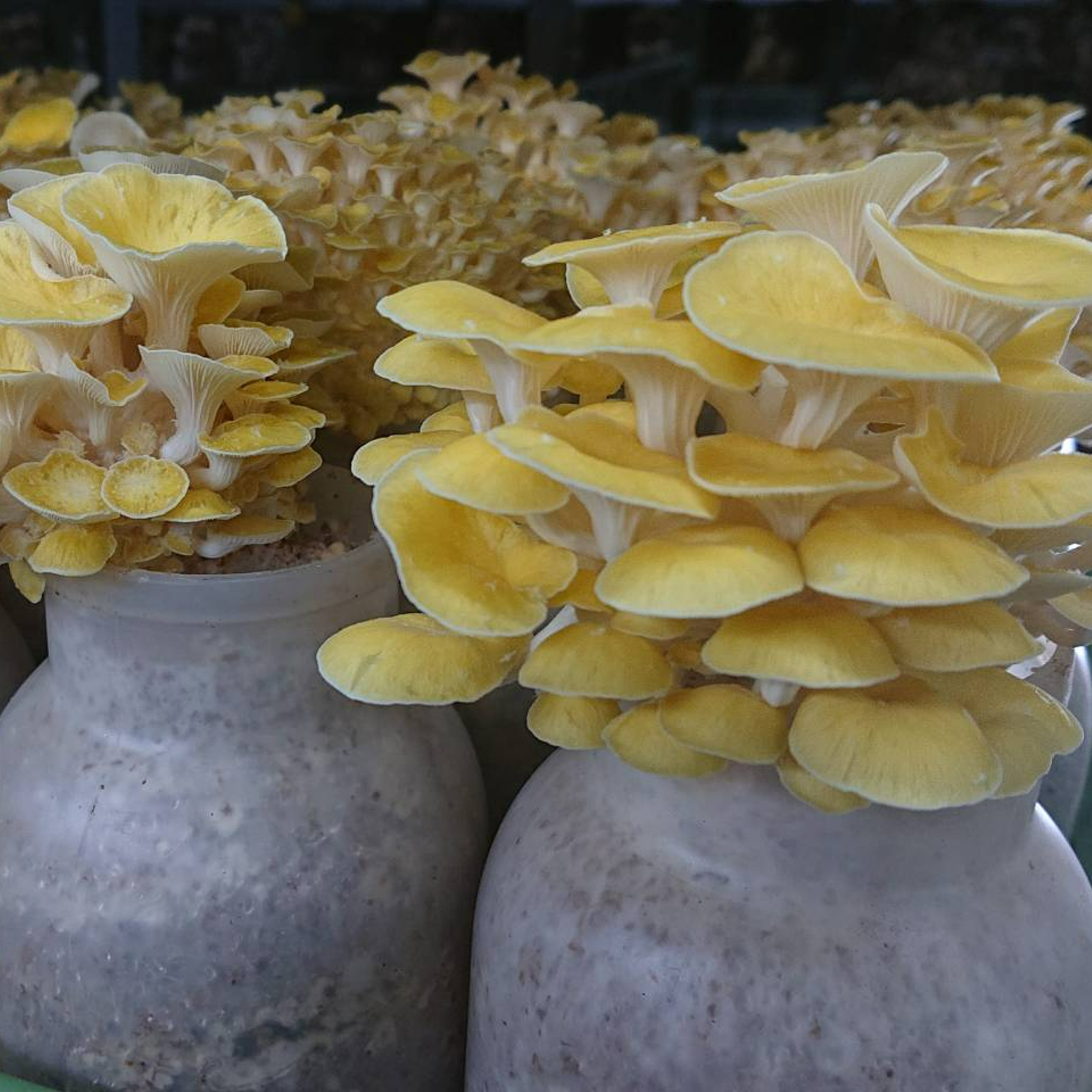 北海道産！生タモギ茸 60g×5P ｜ 野菜/きのこ 産直アウル 農家・漁師 