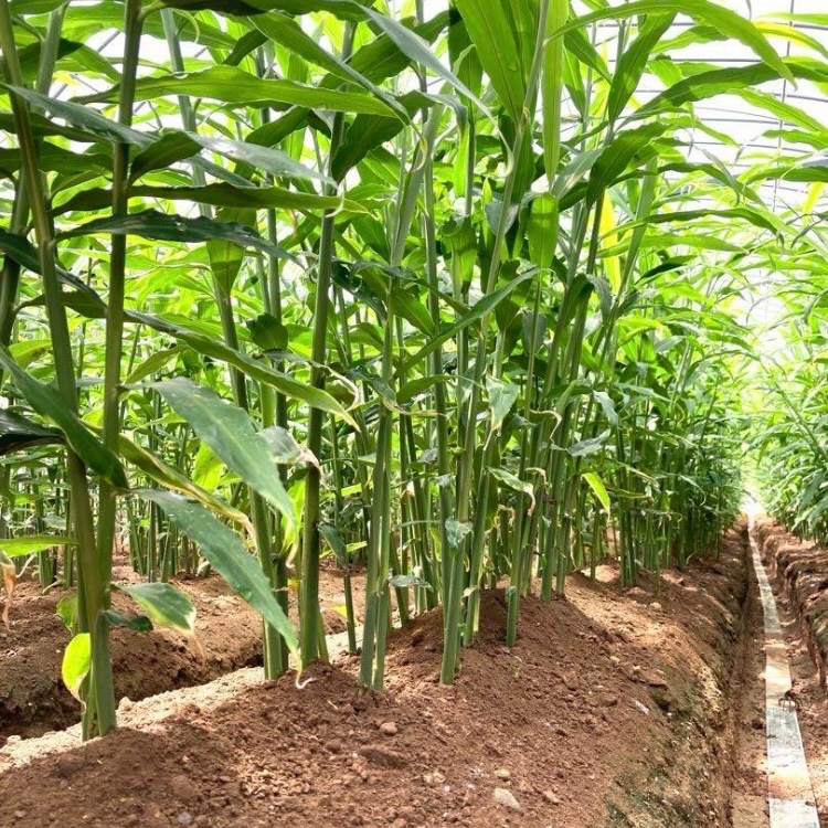 高知県産 朝採り新生姜 訳あり4キロ ｜ 野菜/薬味 産直アウル 農家