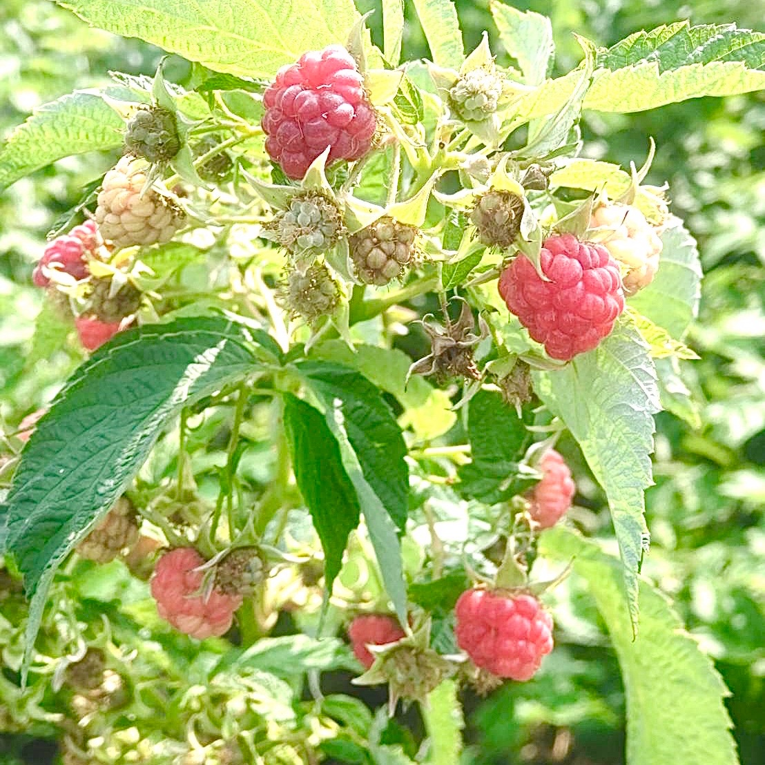駒ヶ根ラズベリーファーム（長野県・駒ヶ根市）｜生産者詳細｜産直アウル