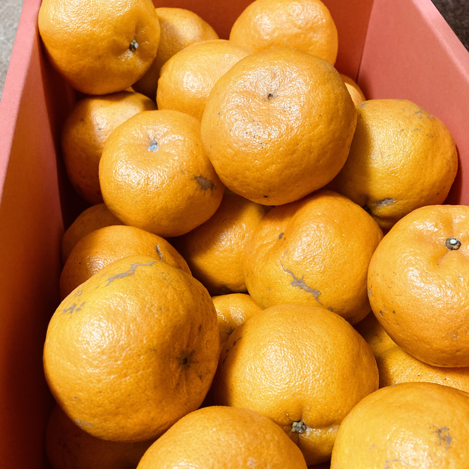 みかん☆ VorTech MP10QD 2台セット みかん☆ VorTech MP10QD 2台