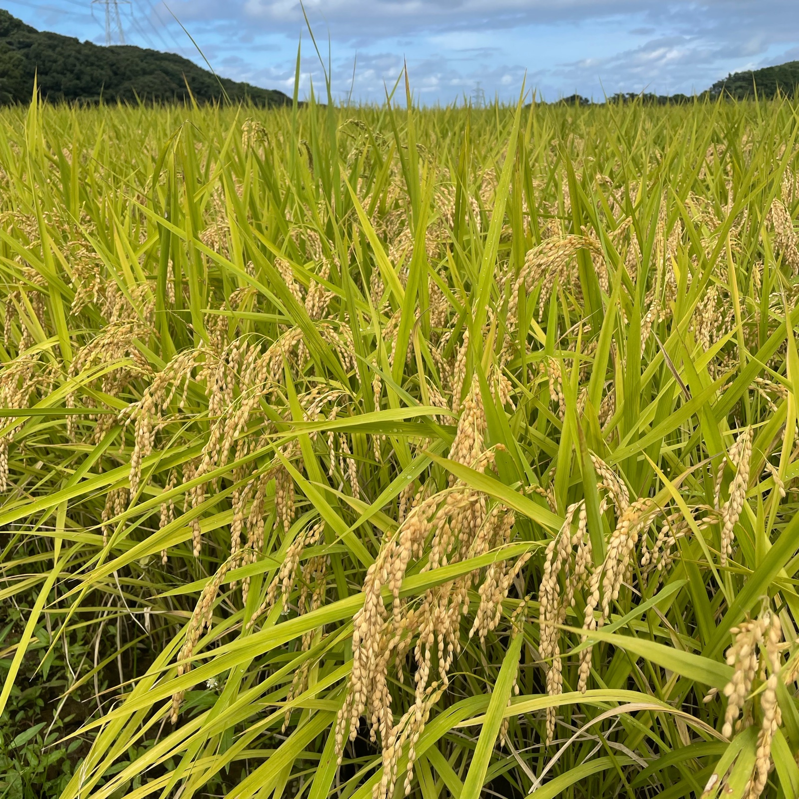 新米・夢しずく10kg・佐賀県産 ｜ 米・穀物/米/精米 産直アウル 農家