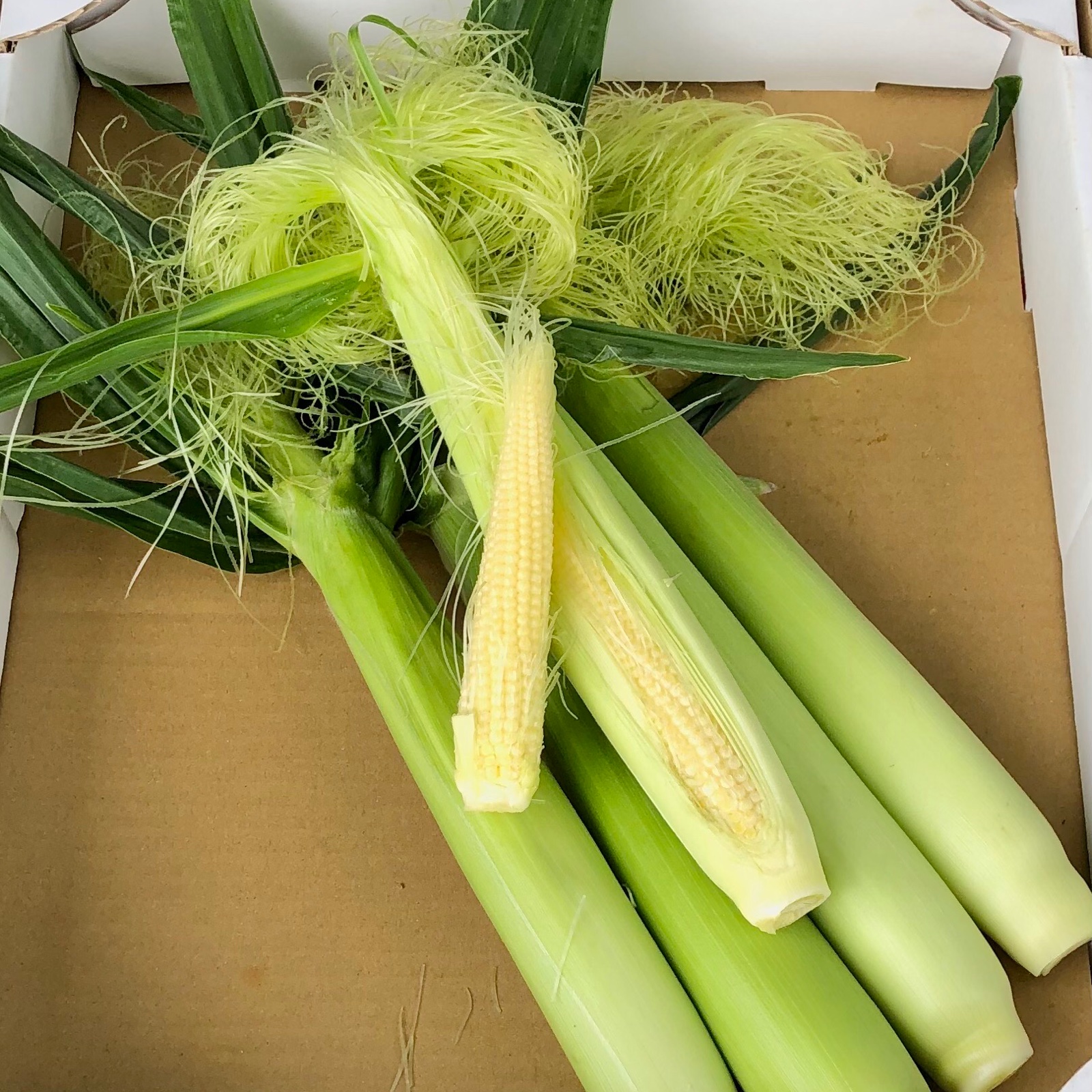 🌽ヤングコーン🌽 ｜ 野菜/とうもろこし 産直アウル 農家・漁師など