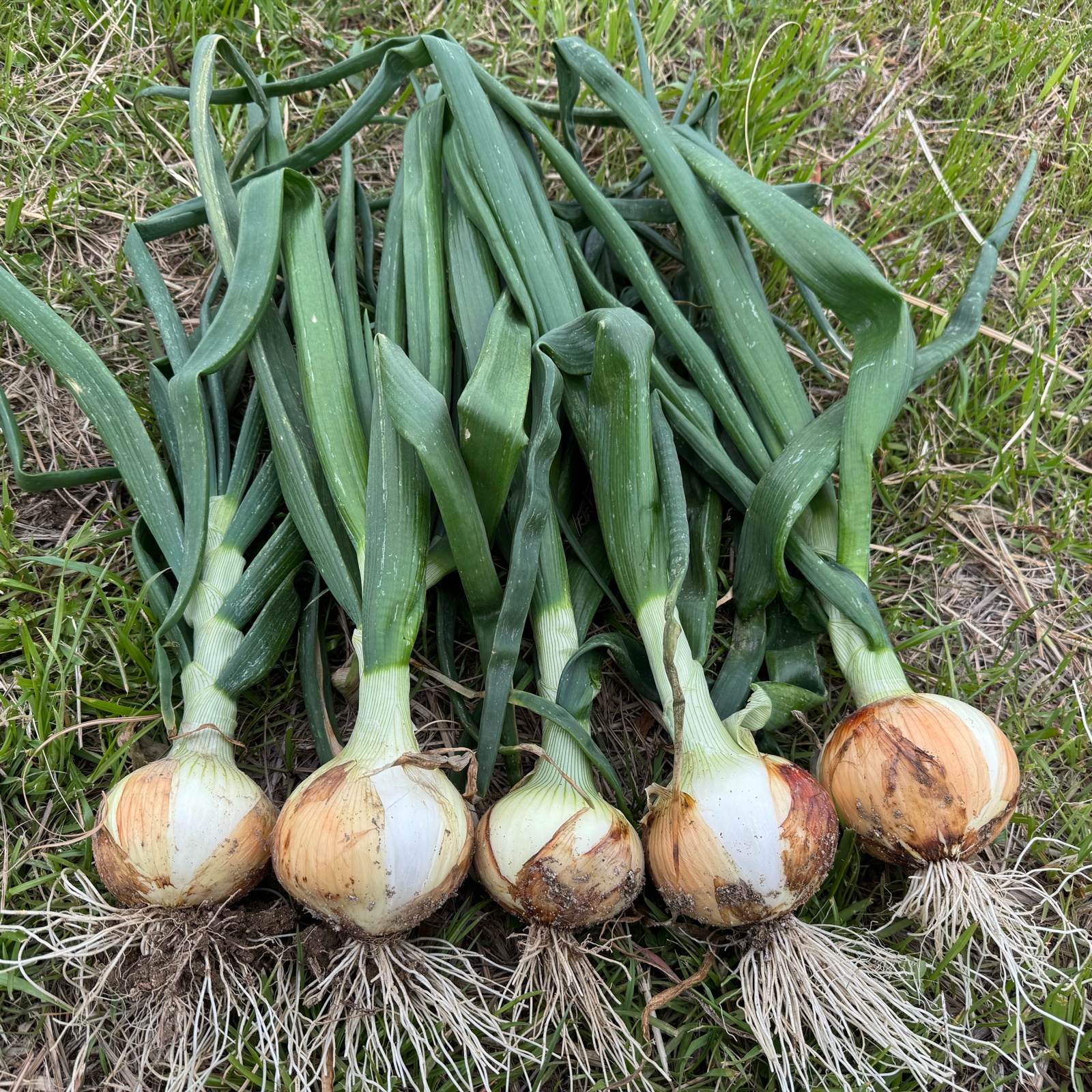 さんふぁ〜むの新玉ねぎ（早生種） ｜ 野菜/玉ねぎ 産直アウル 農家