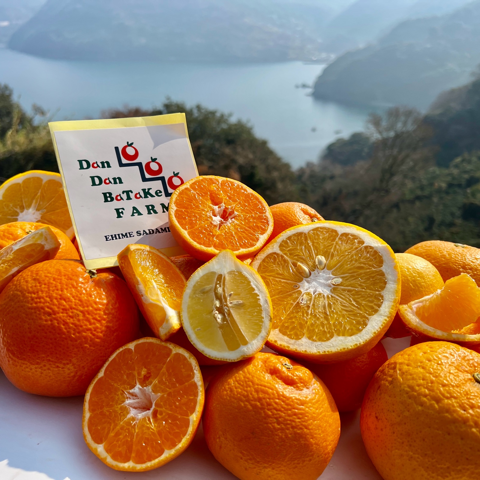 不知火（デコ）・清見オレンジ】旬の柑橘詰合せ 3kg 家庭用 ｜ 果物