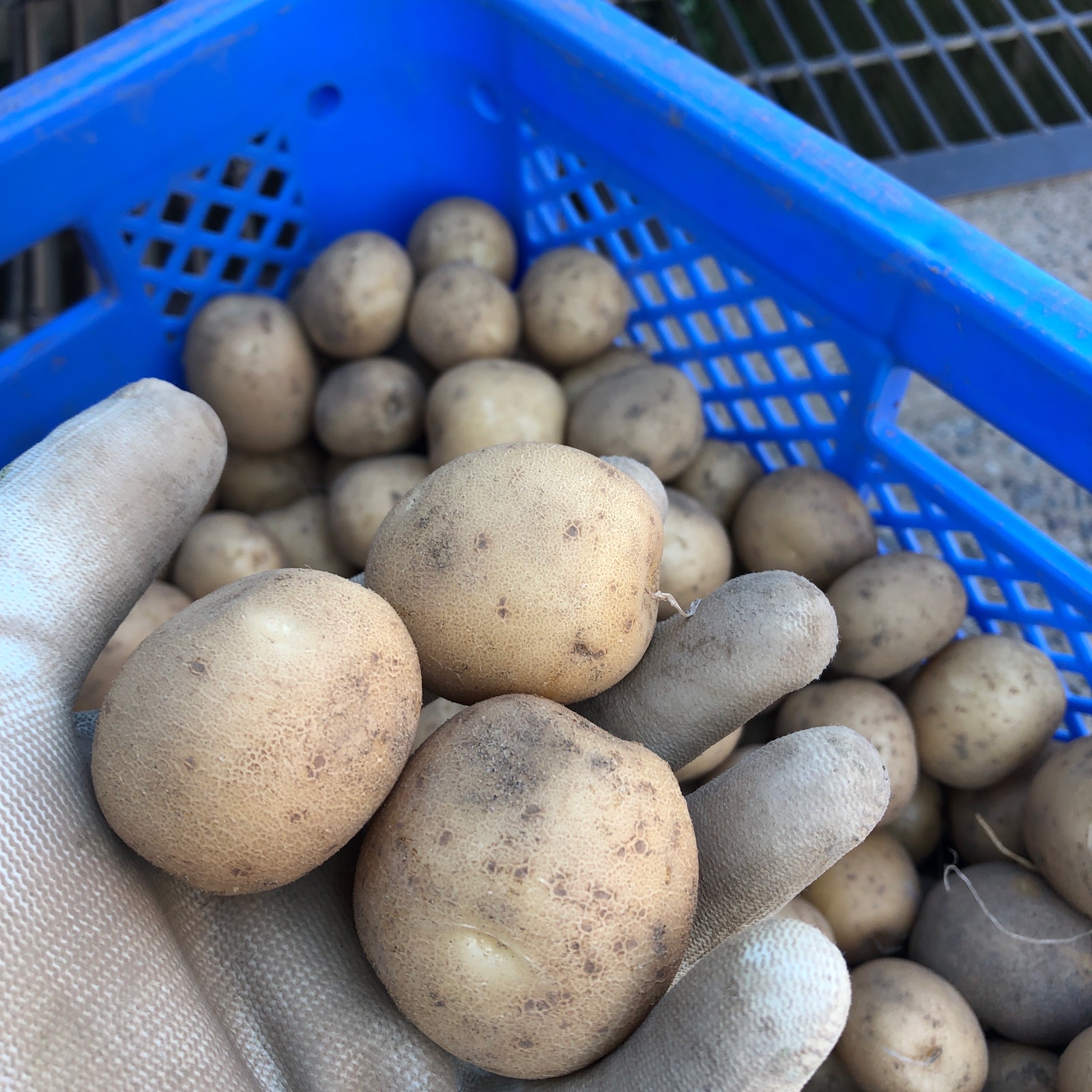 飲食店向け】けいごえ農園のオホーツクじゃがいも ｜ 野菜/じゃがいも