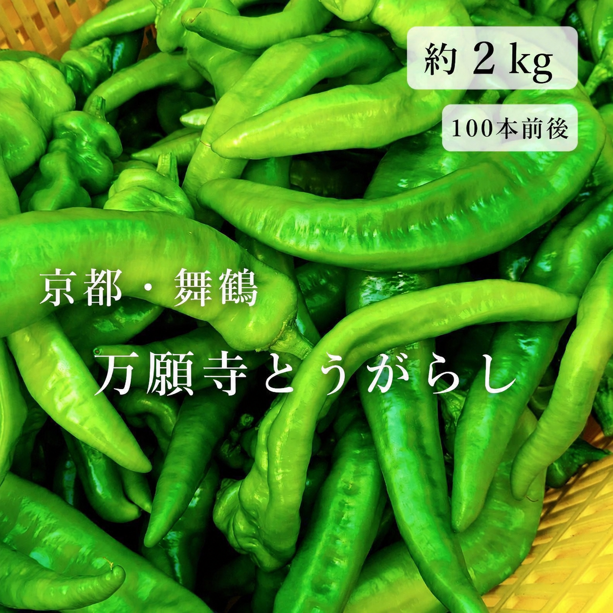 【京都・舞鶴産】朝採れ直送 万願寺とうがらし 良品 10cm以上 約2kg 京都・舞鶴産】朝採れ直送 万願寺とうがらし 良品 10cm以上 約2kg