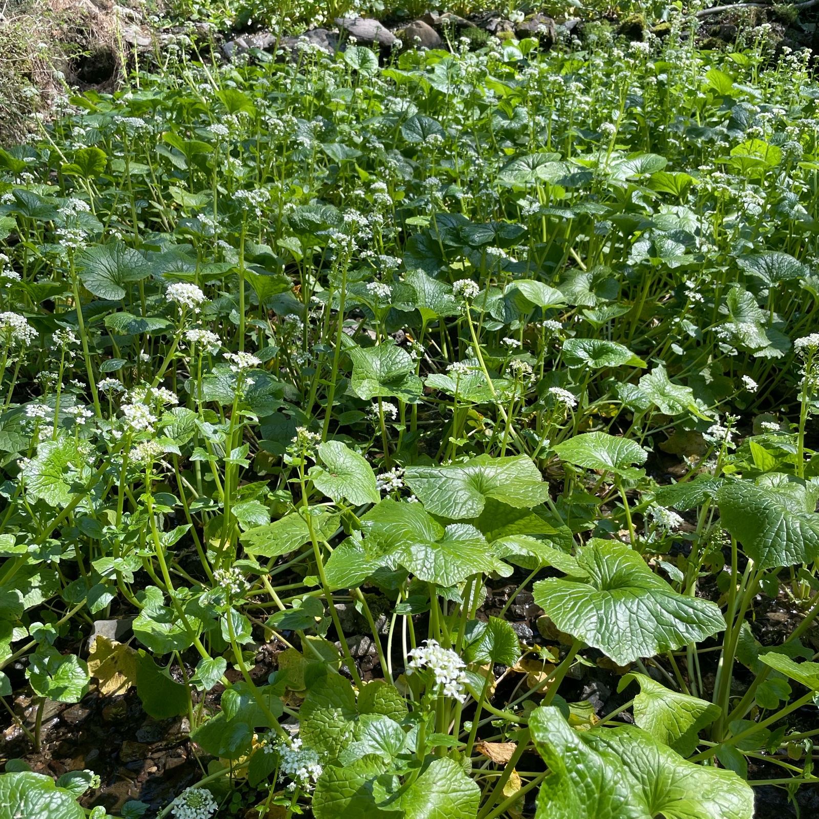 朝獲れ】東京産 わさびの花 ｜ 野菜/薬味 産直アウル 農家・漁師など