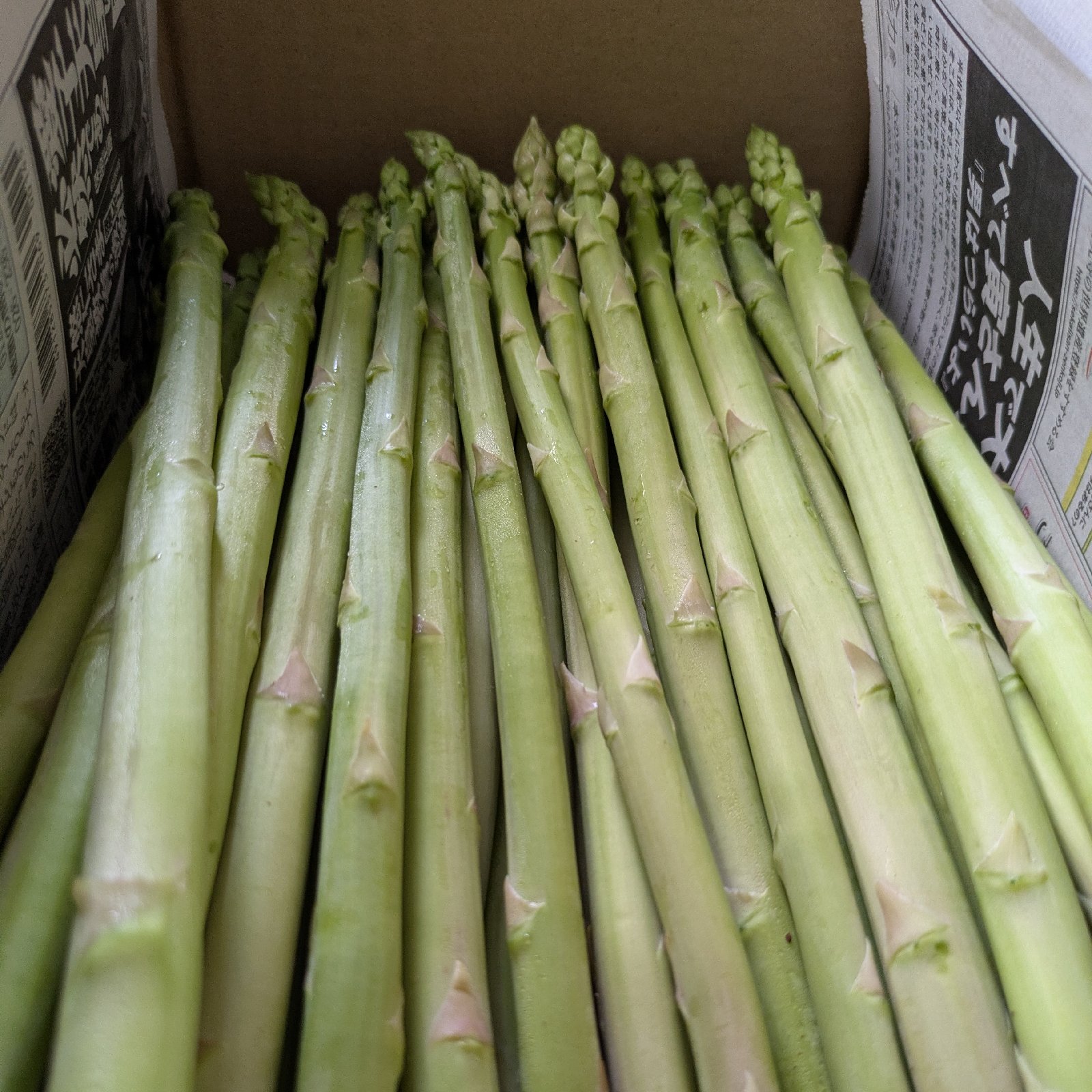 信州産　アスパラガス 南信州産アスパラ】Lサイズ 1kg ｜ 野菜/アスパラガス 産直アウル
