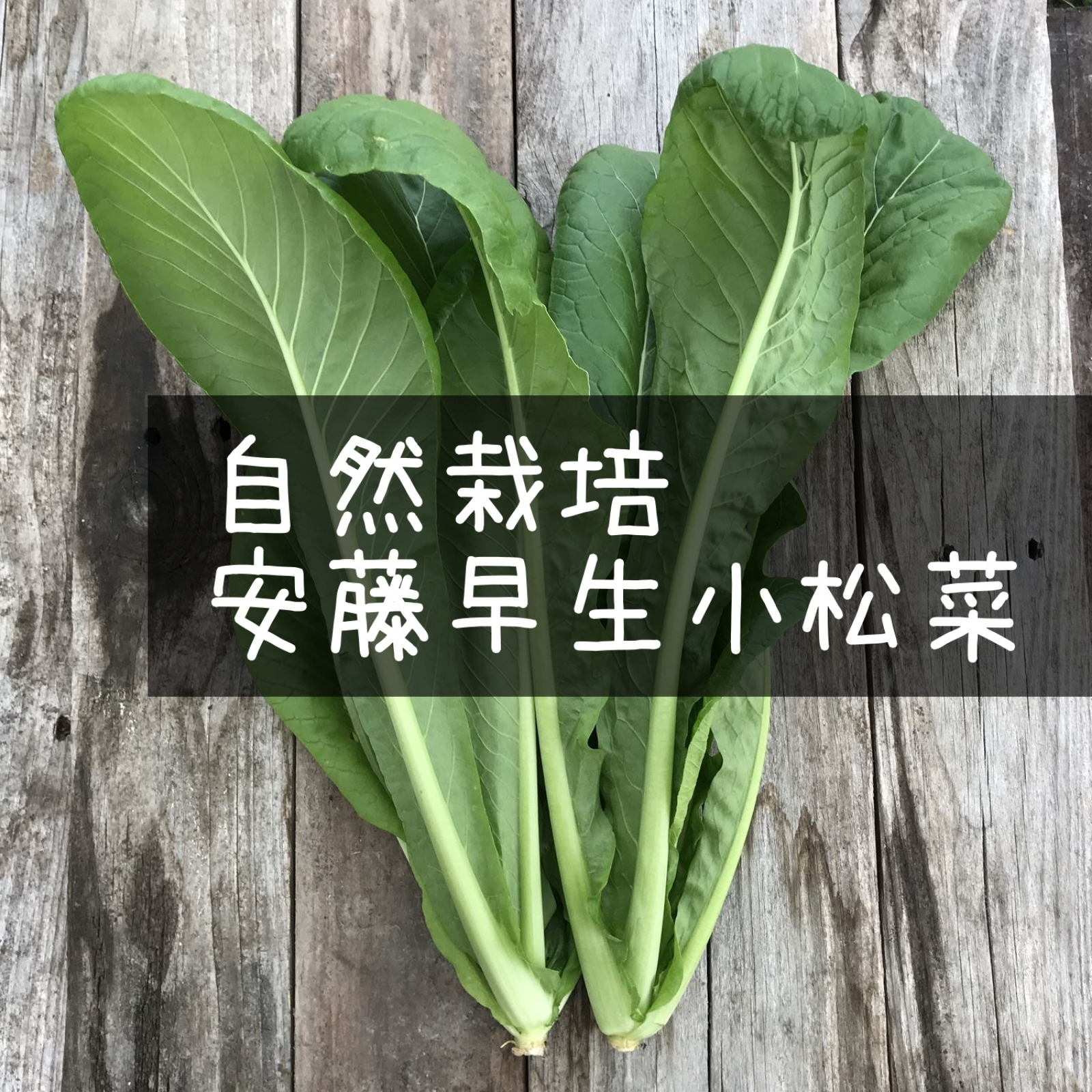 自然栽培】固定種 安藤早生小松菜1キロ☆農薬肥料不使用｜こまつな