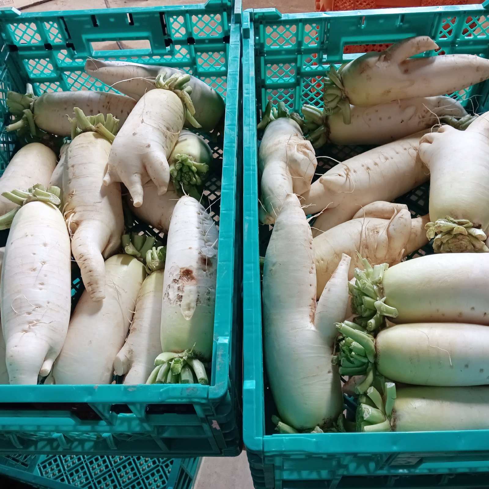干し大根　箱込み約30kg　安心決済 3ec56a93ea80f02e285069f3823d82