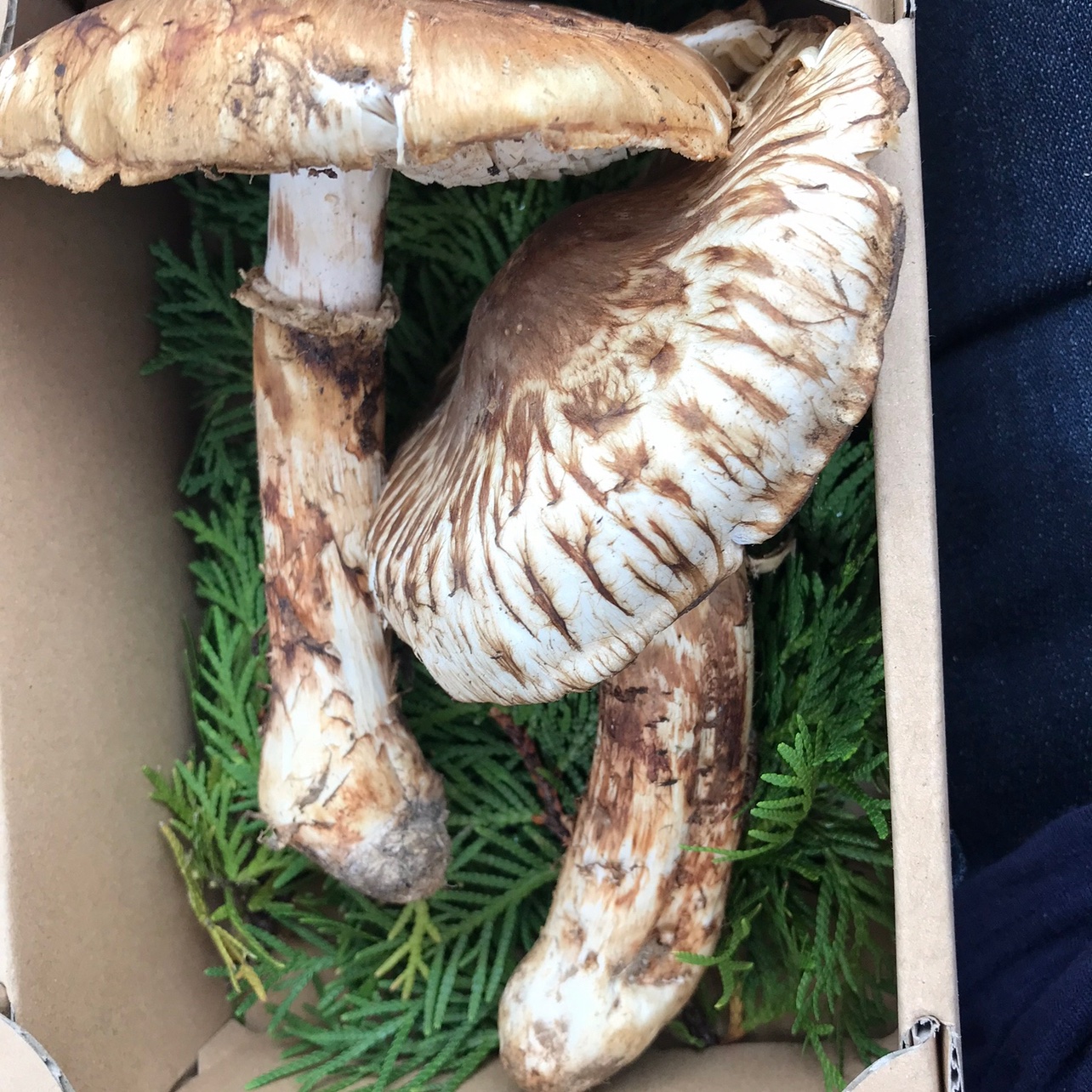 長野県産 松茸【約200g】 | 野菜/きのこ 産直アウル 農家から直接野菜