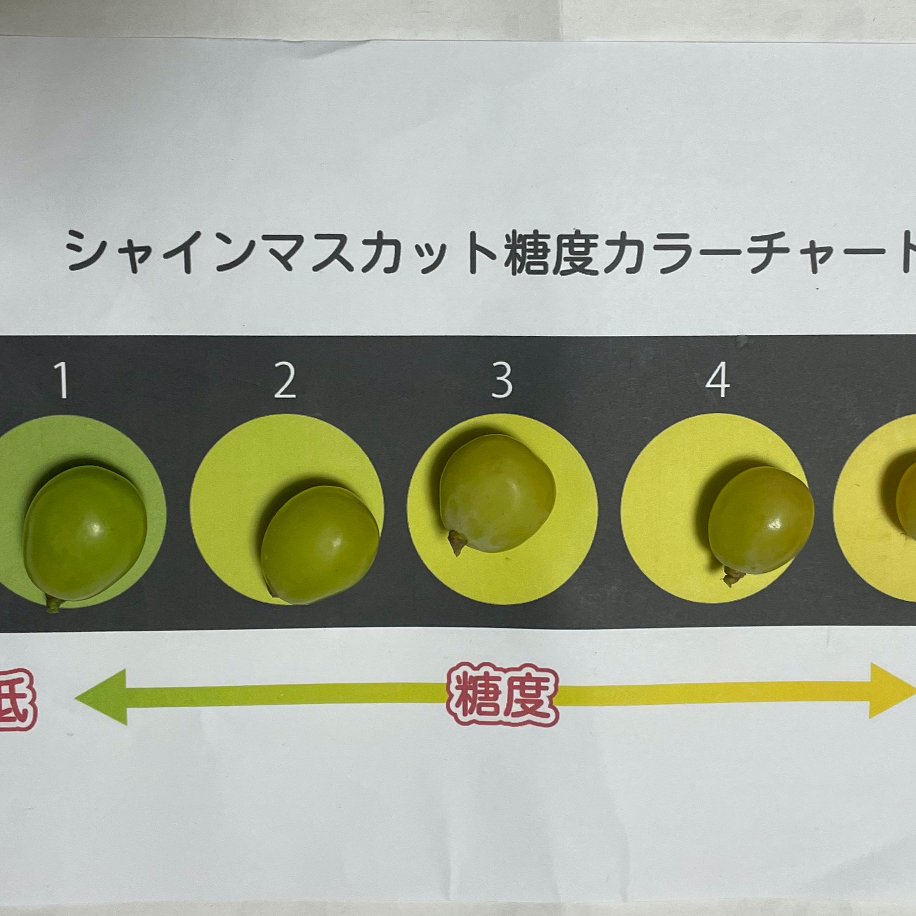 【のんた様】シャインマスカット他