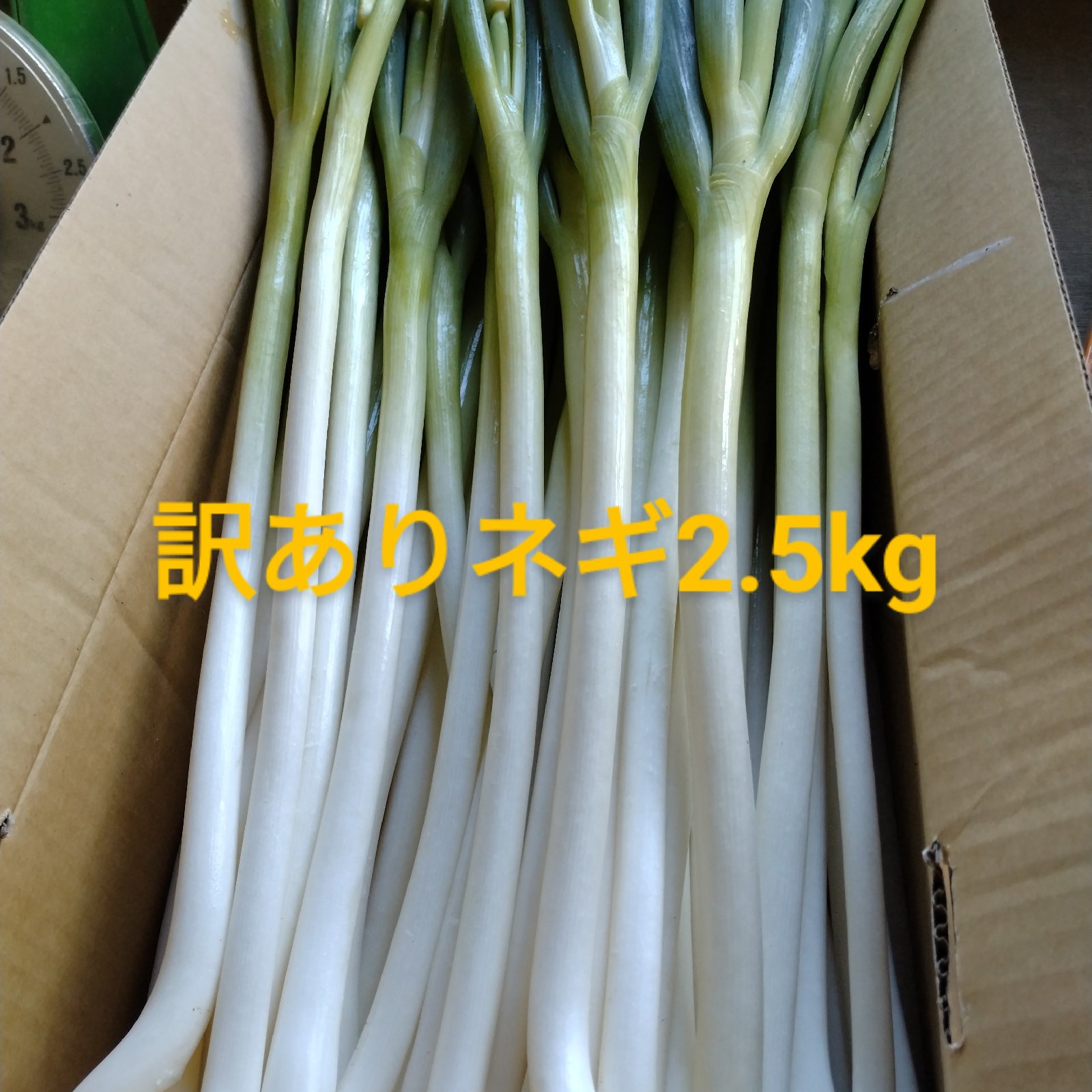 加熱で甘とろ！芯太ネギ(加熱調理用)2.5kg ｜ 野菜/ねぎ 産直アウル