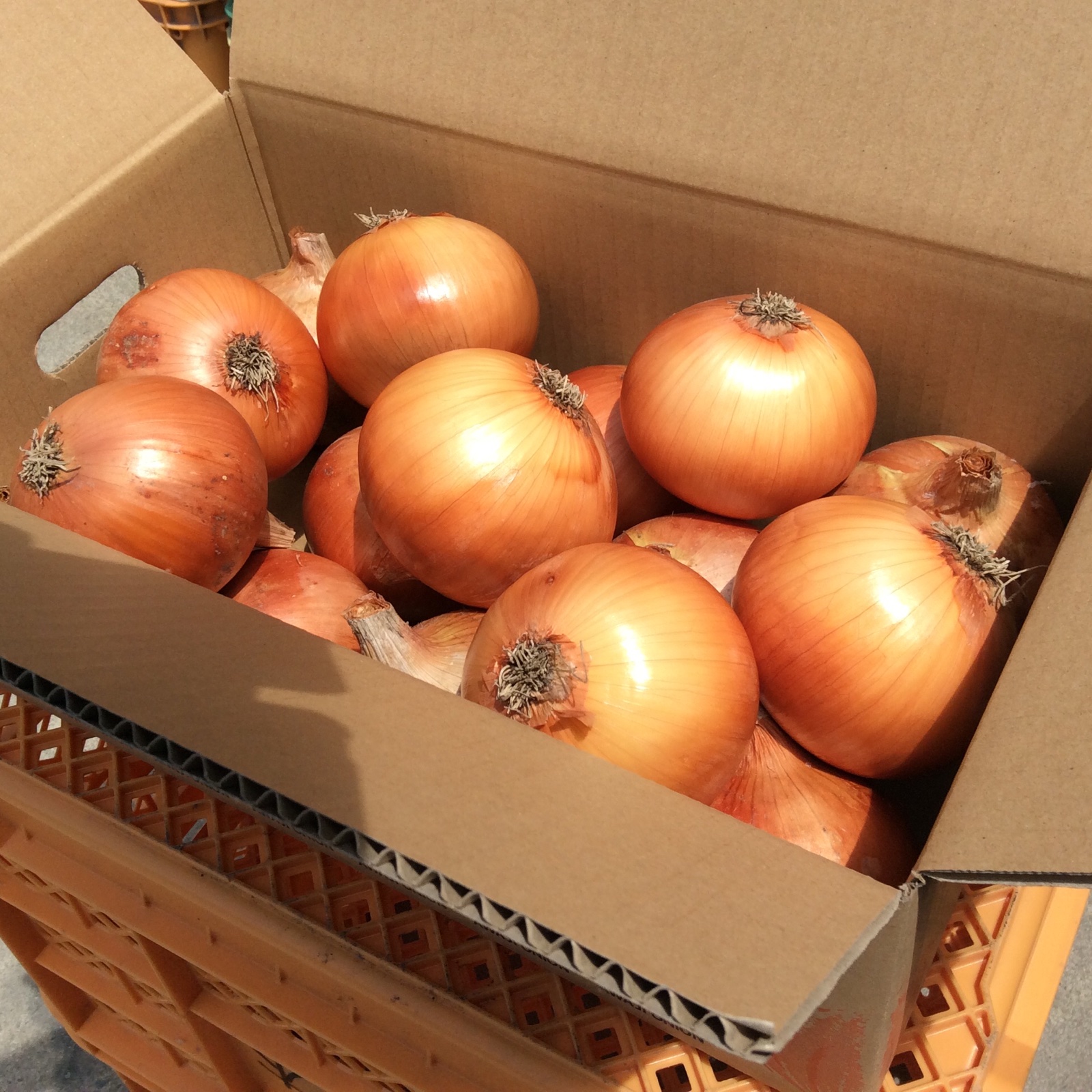 淡路島玉ねぎ9kg 期間限定価格！M〜L サイズ混合 ｜ 野菜/玉ねぎ 産直