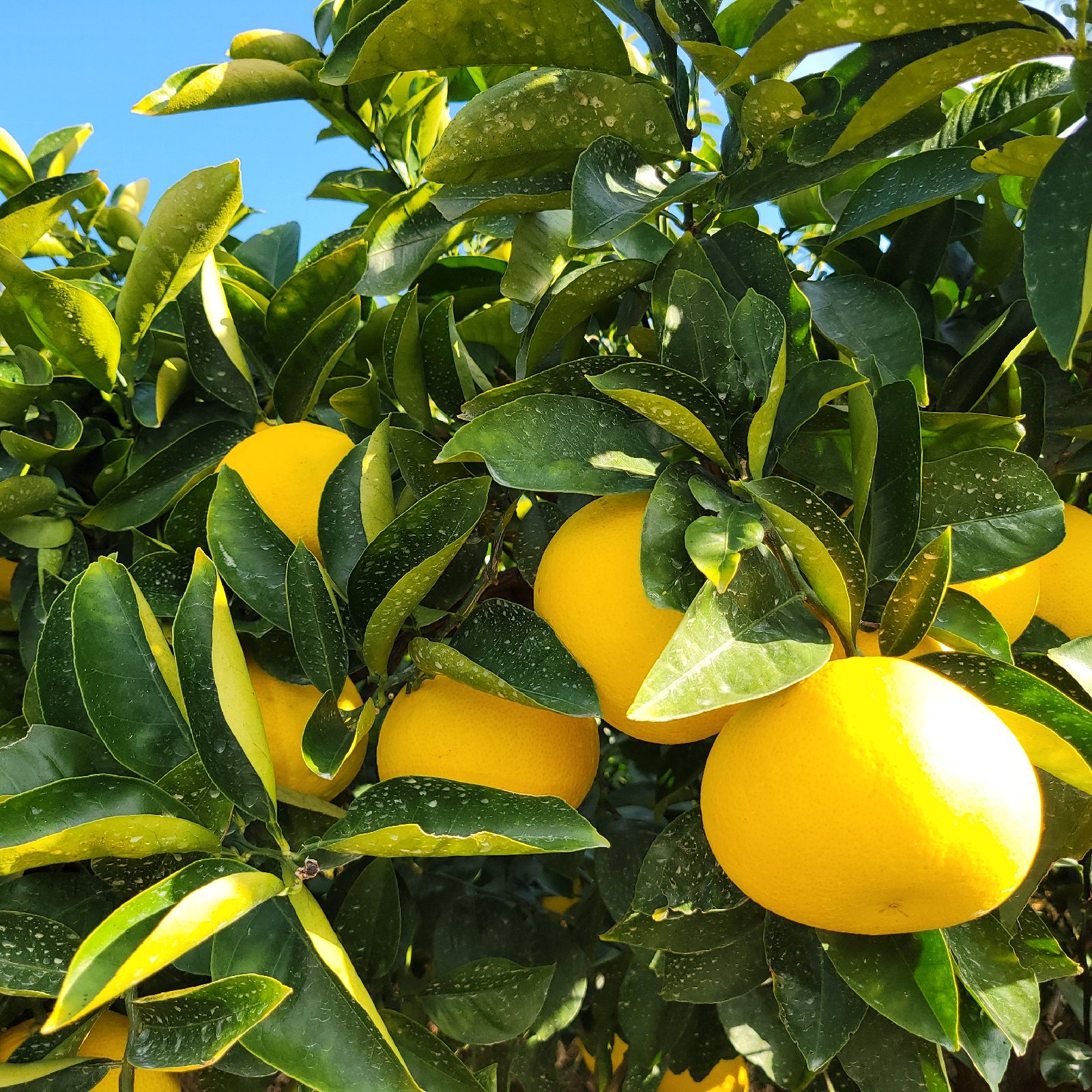 特別栽培】和歌山県産 極ウマ2Lサイズ 八朔(約5kg) | 果物/その他