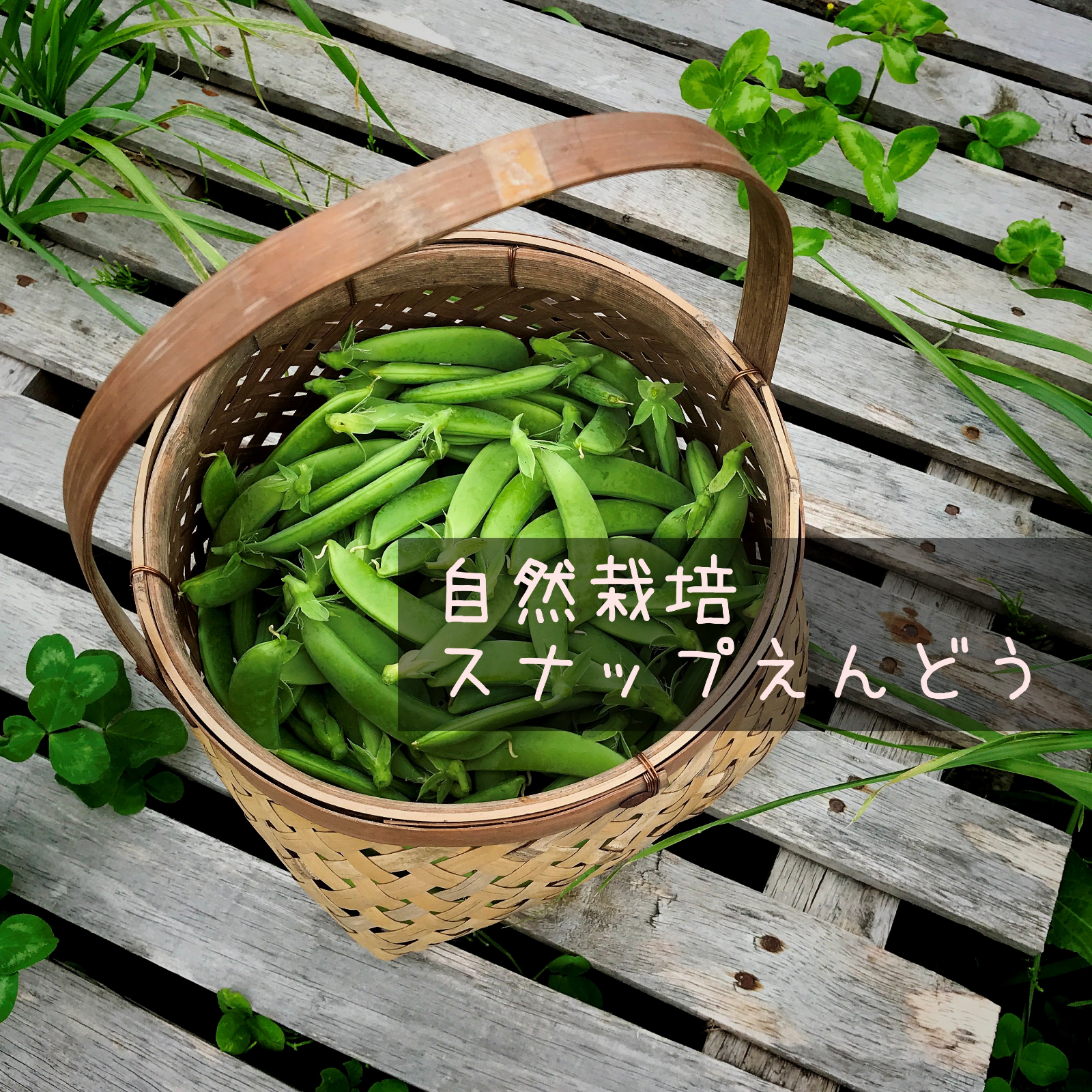 スナップエンドウ　500g 農薬・化学肥料不使用　徳島県産 スナップエンドウ 500g 農薬・化学肥料不使用 徳島県産 スナップ