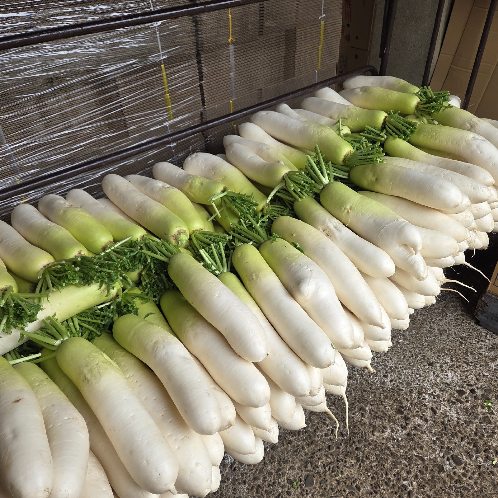 青首大根 B 品 7本 ｜ 野菜/大根 産直アウル 農家・漁師など生産者から